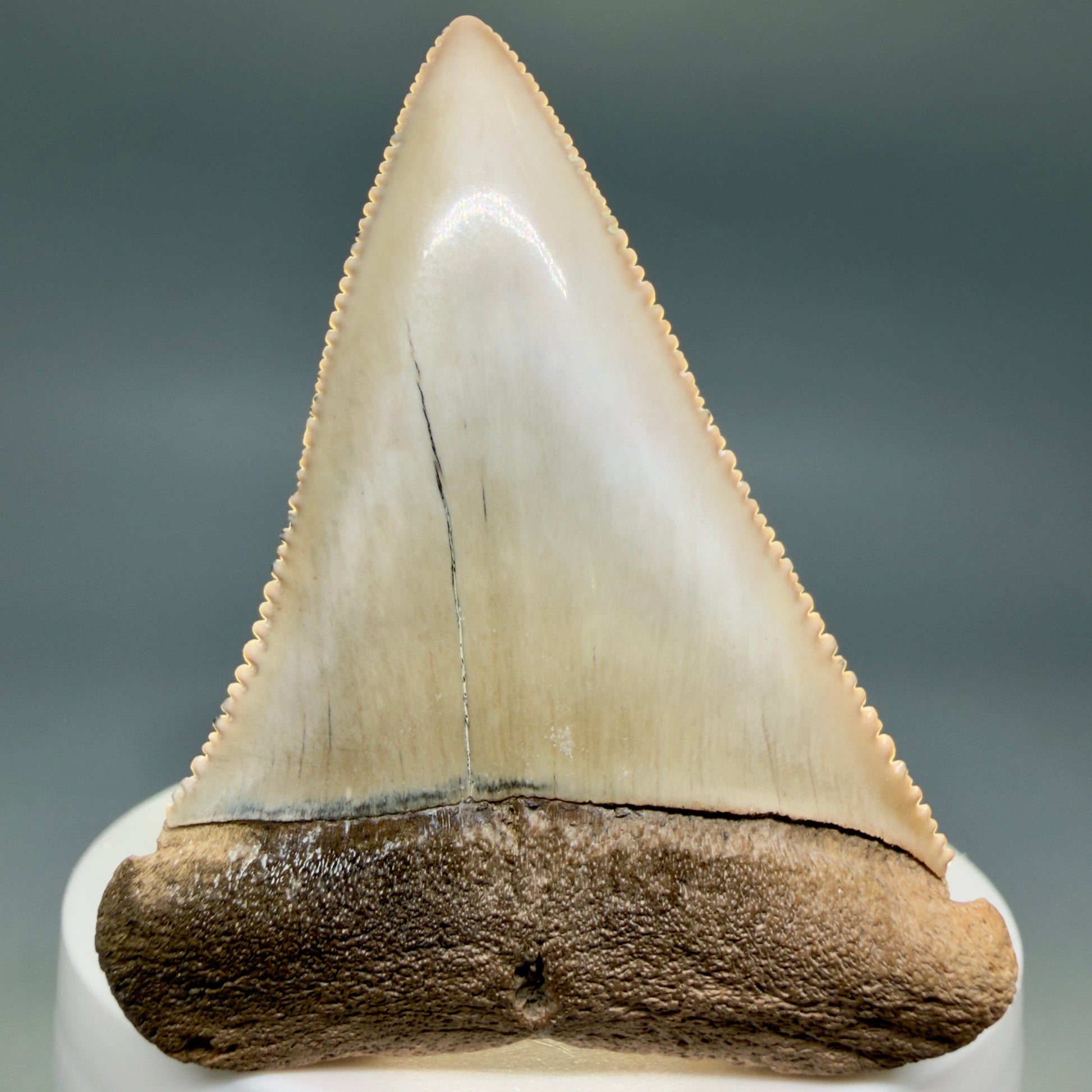Front View Large, Collector's Quality 2.36" long Fossil Great White Tooth from the deserts of Peru GW1337 - 3