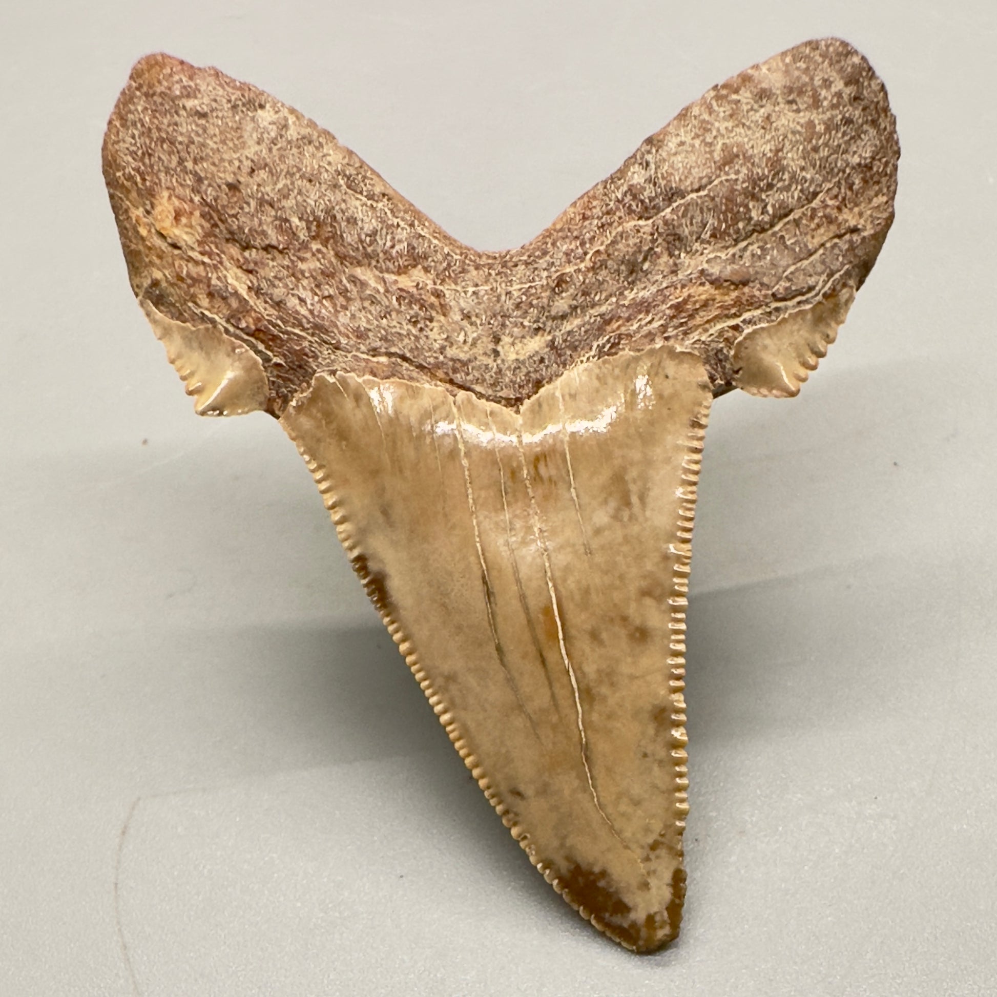 2.29 inch serrated colorful Carcharocles sokolowi (auriculatus) shark tooth from Kazakhstan AU361 back down