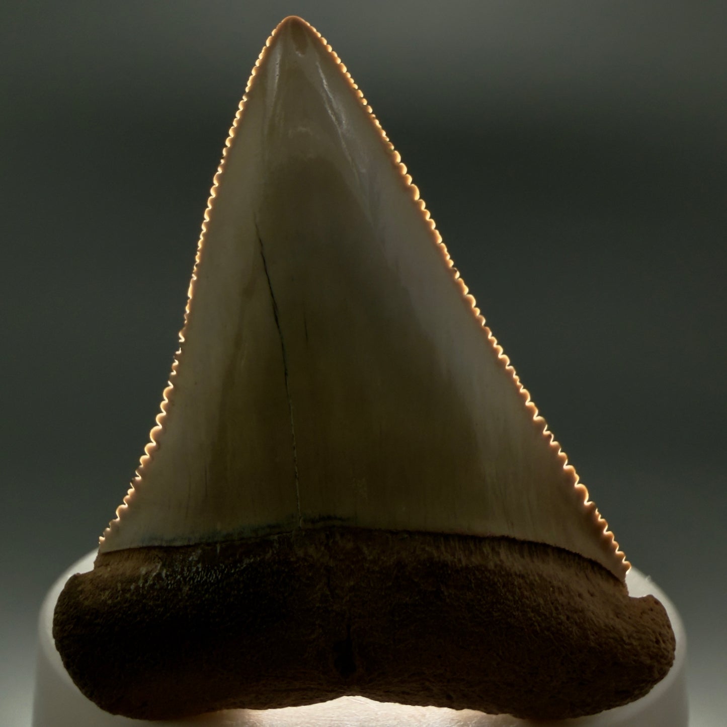 Front View Large, Collector's Quality 2.36" long Fossil Great White Tooth from the deserts of Peru GW1337 - 2