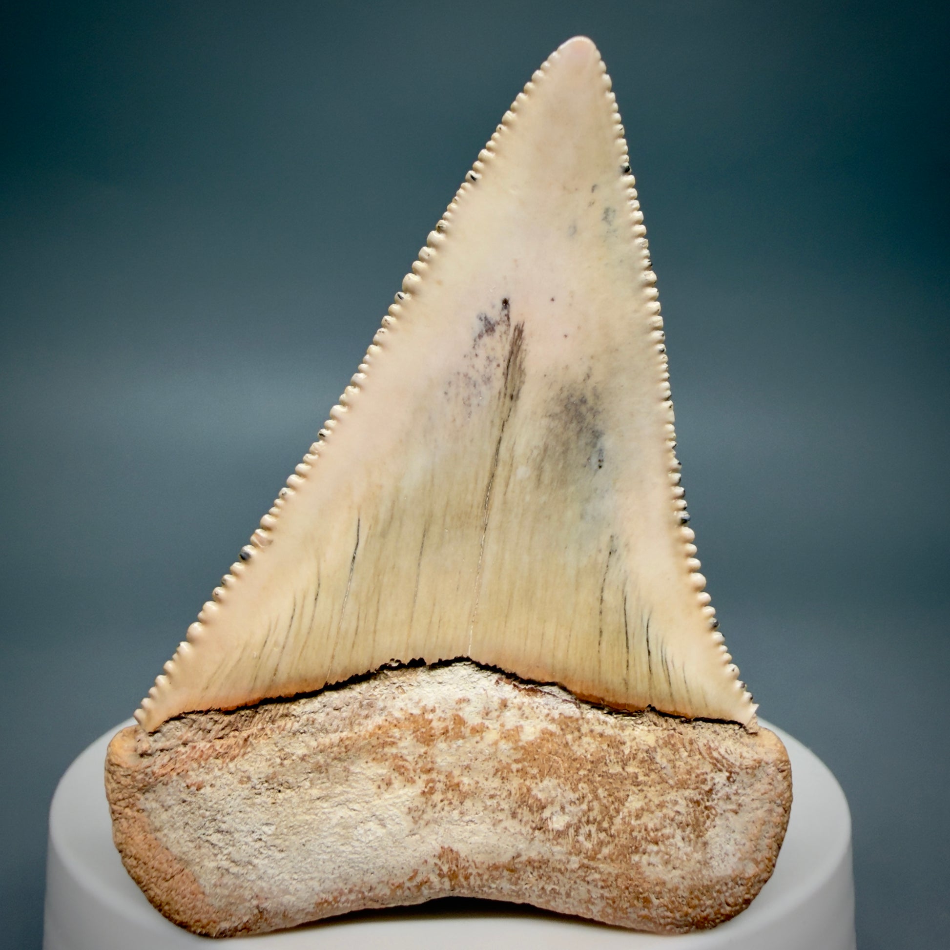 Back View Large, Collector's Quality 2.36" long Fossil Great White Tooth from the deserts of Peru GW1337