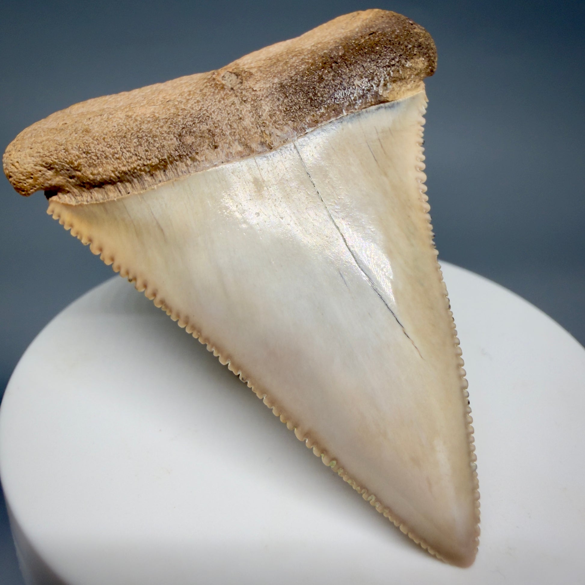 Front Left View Large, Collector's Quality 2.36" long Fossil Great White Tooth from the deserts of Peru GW1337