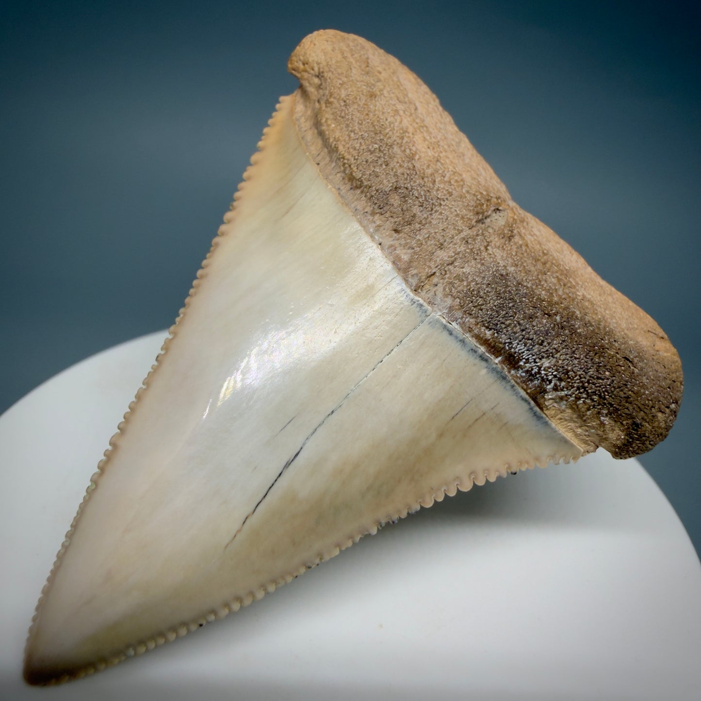 Front Right View Large, Collector's Quality 2.36" long Fossil Great White Tooth from the deserts of Peru GW1337