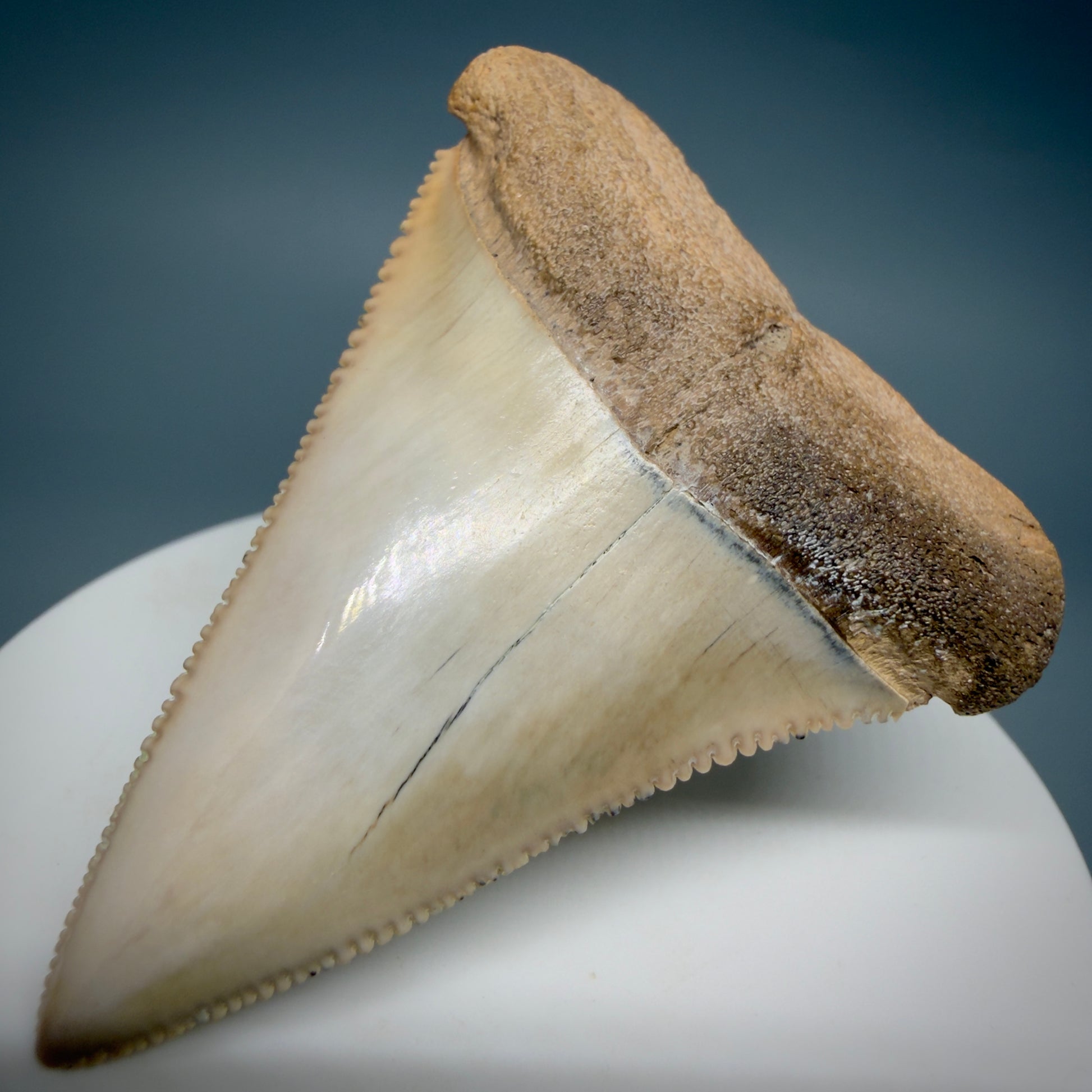 Front Right View Large, Collector's Quality 2.36" long Fossil Great White Tooth from the deserts of Peru GW1337