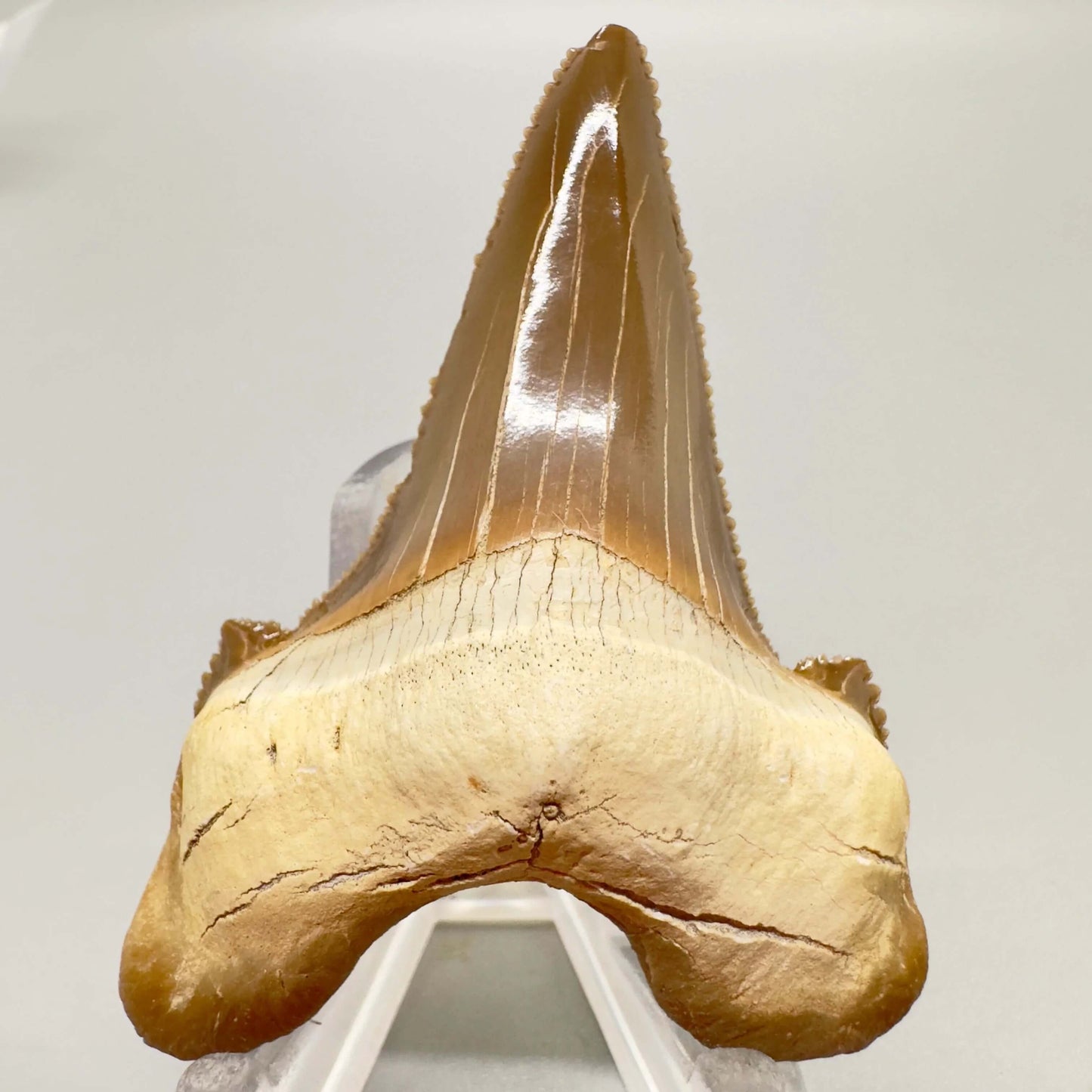 Colorful serrated 2.39 inches Carcharocles sokolowi (auriculatus) shark tooth from Kazakshtan AU362 front