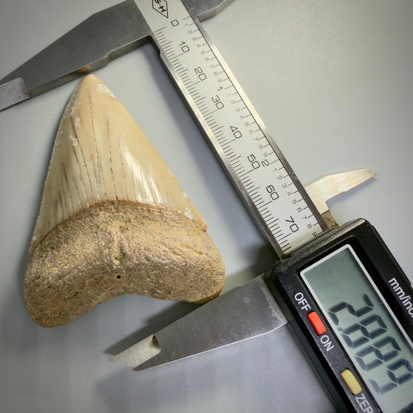 Front View in calipers HUGE - Colorful 2.88" Fossil Great White Shark Tooth from B. California GW1349 