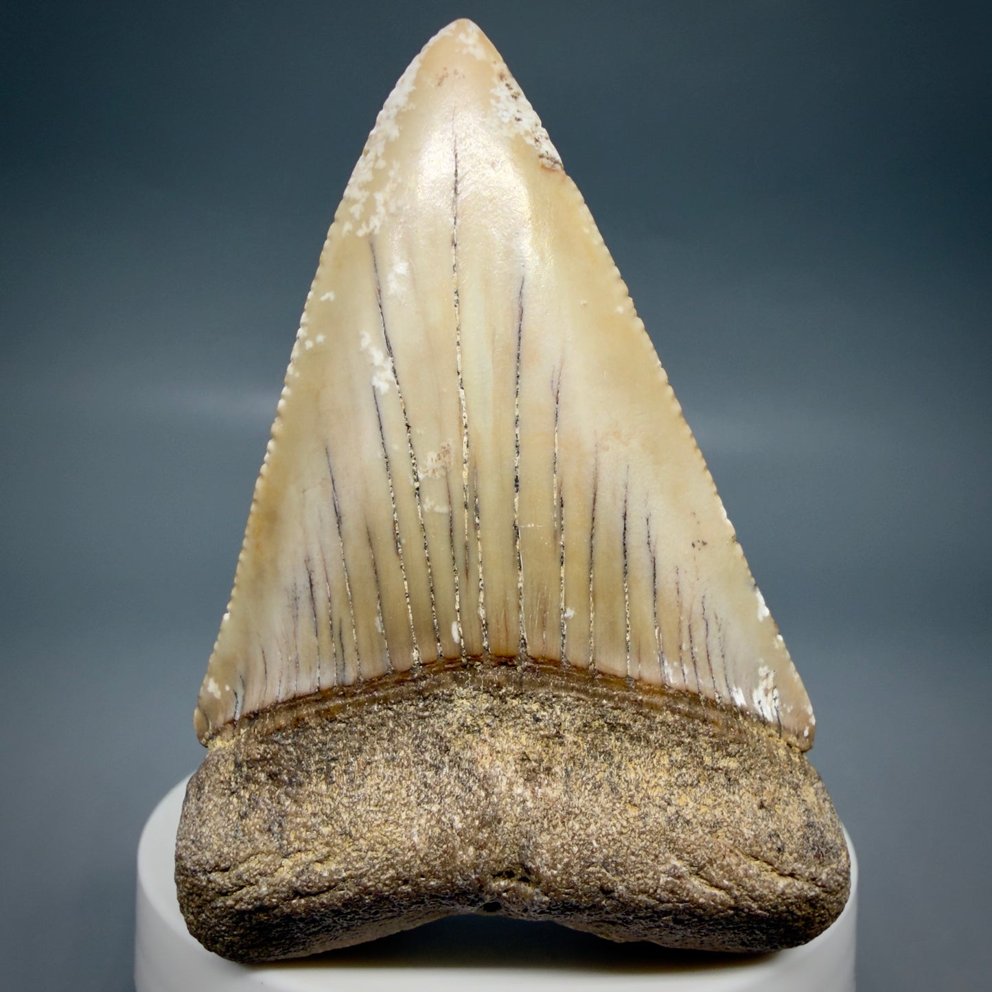 Front View HUGE - Colorful 2.88" Fossil Great White Shark Tooth from B. California GW1349 - 1