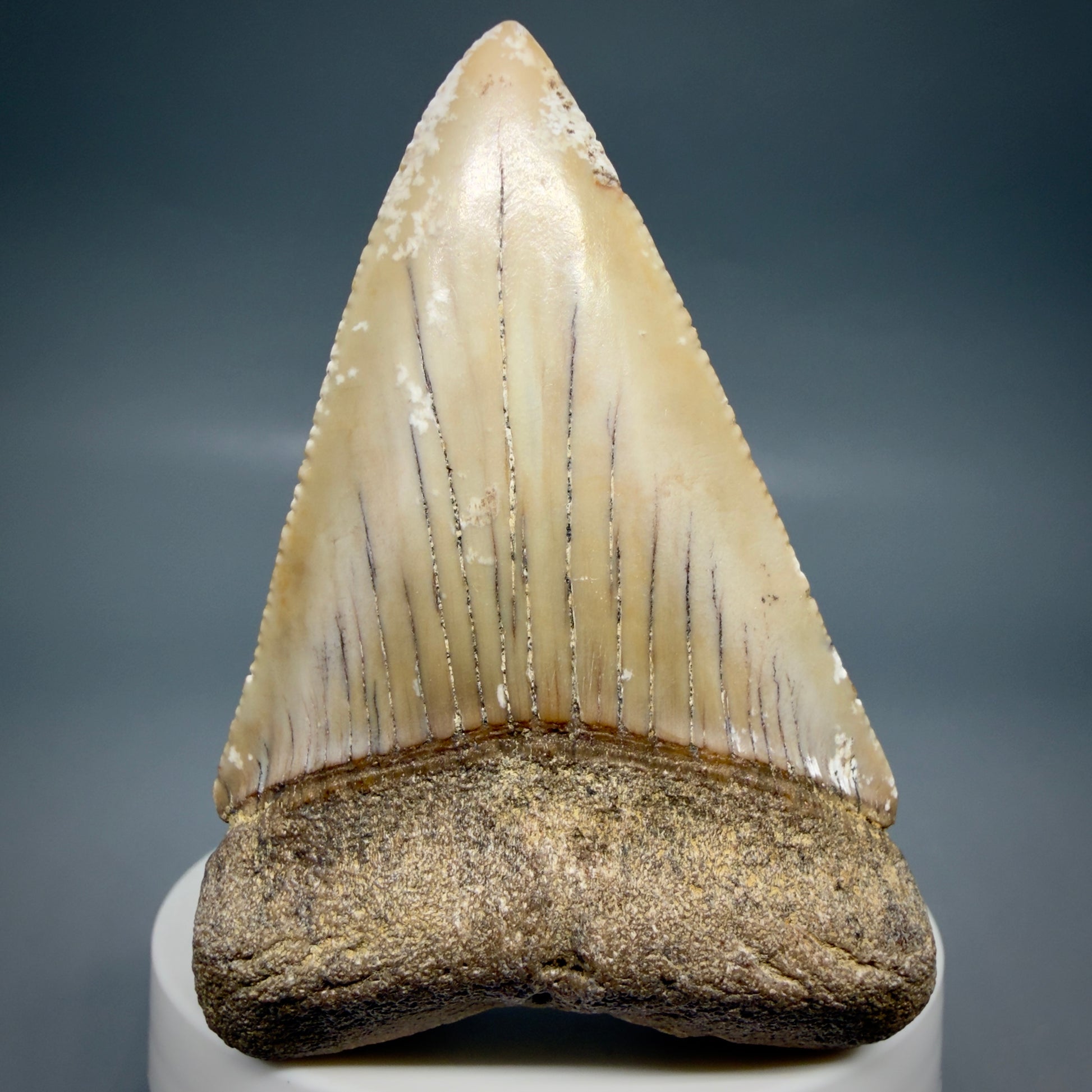 Front View HUGE - Colorful 2.88" Fossil Great White Shark Tooth from B. California GW1349 - 1
