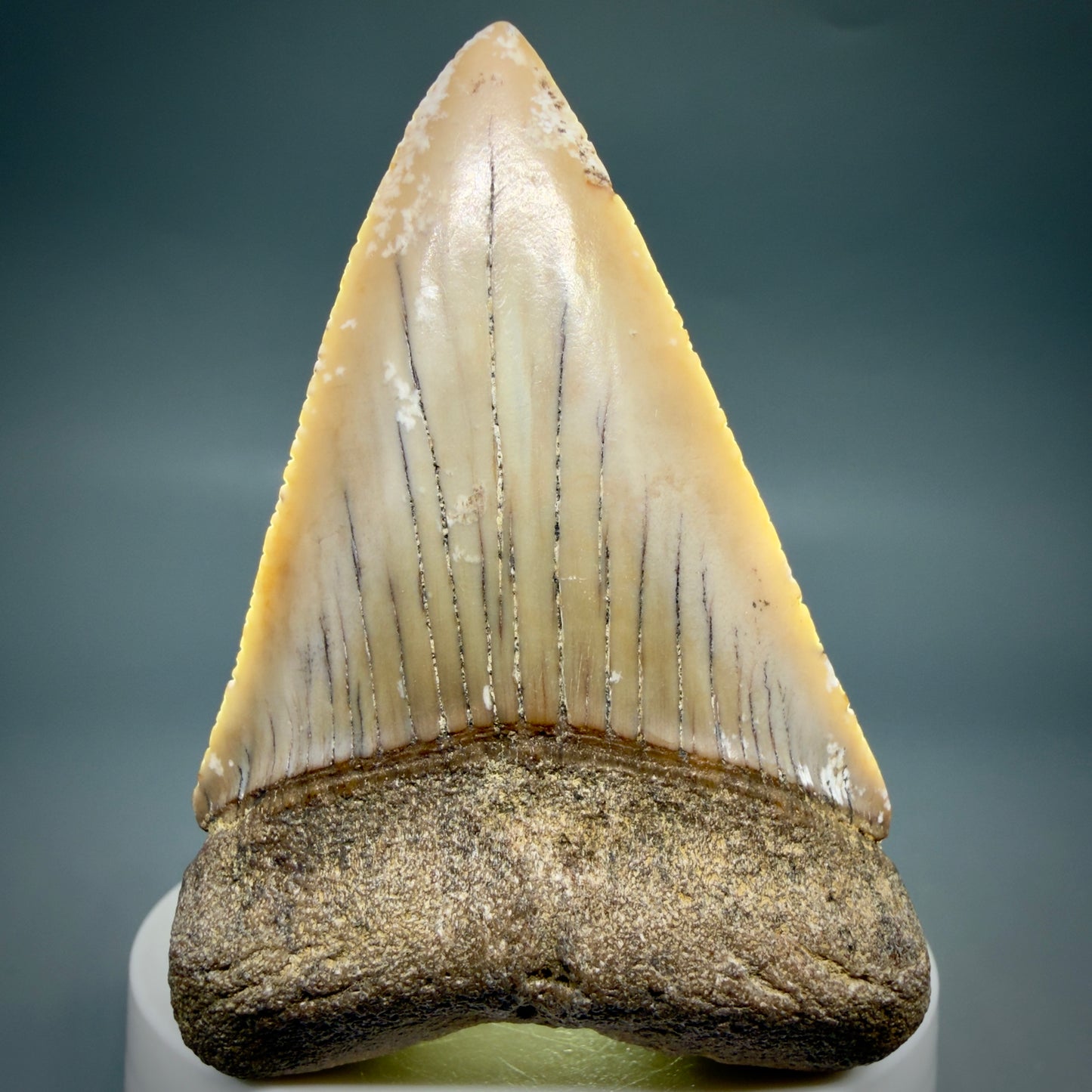 Front View HUGE - Colorful 2.88" Fossil Great White Shark Tooth from B. California GW1349 - 2