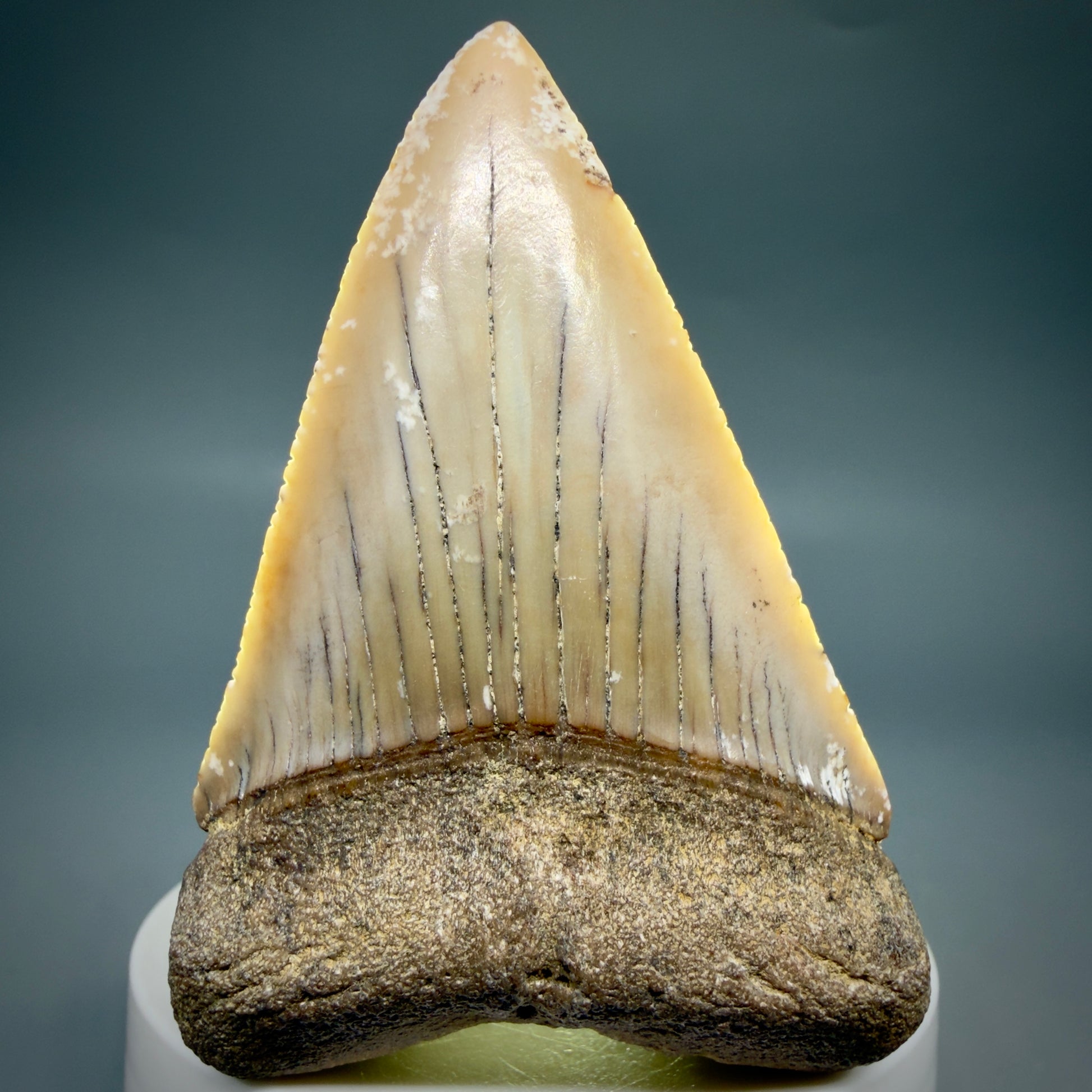 Front View HUGE - Colorful 2.88" Fossil Great White Shark Tooth from B. California GW1349 - 2