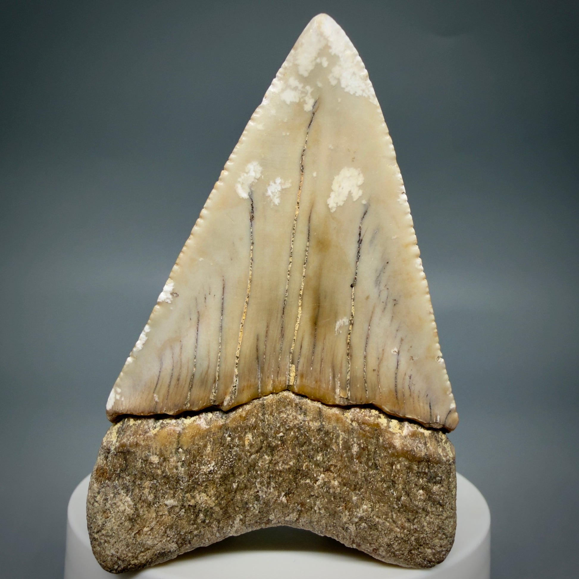 Back View HUGE - Colorful 2.88" Fossil Great White Shark Tooth from B. California GW1349