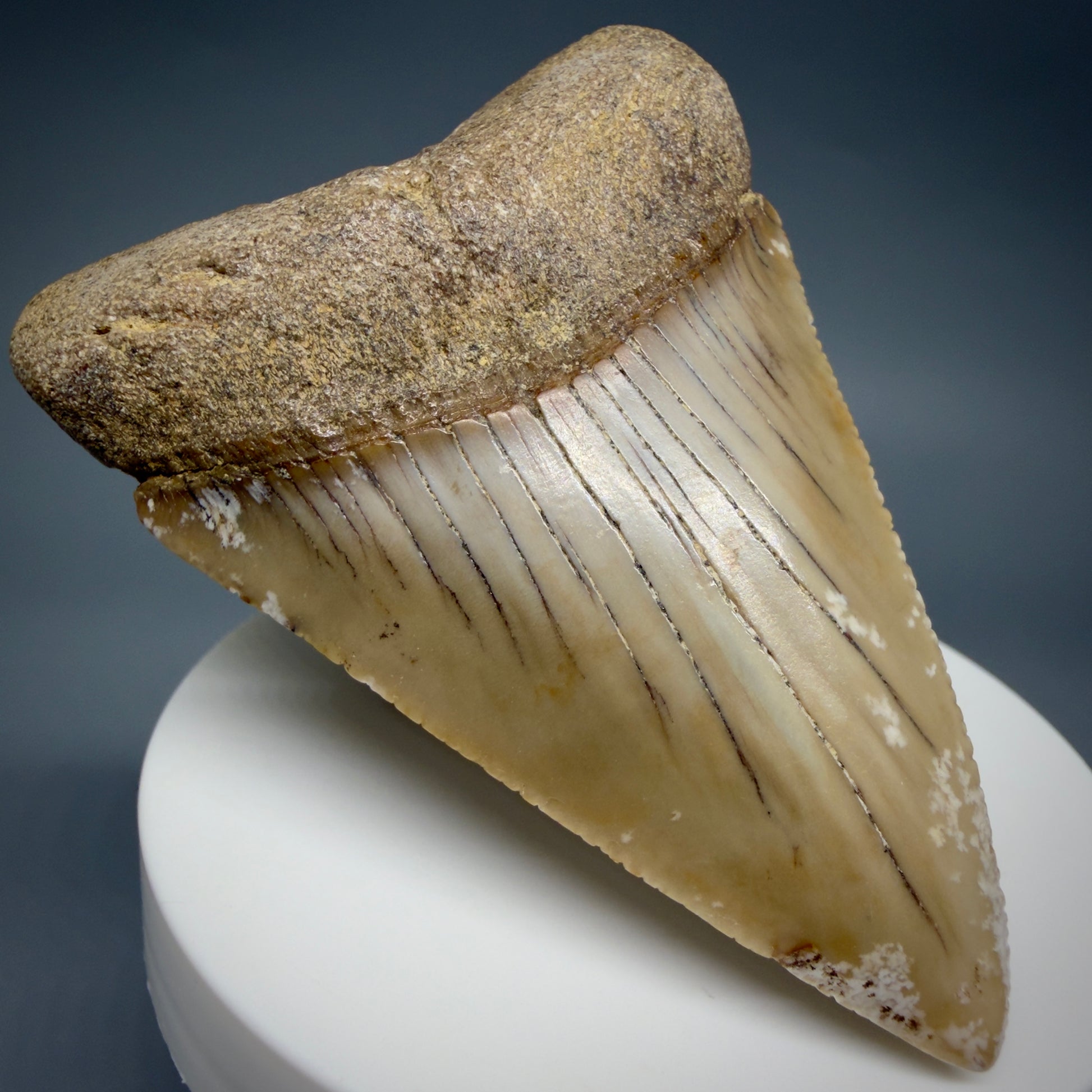 Front Left View HUGE - Colorful 2.88" Fossil Great White Shark Tooth from B. California GW1349