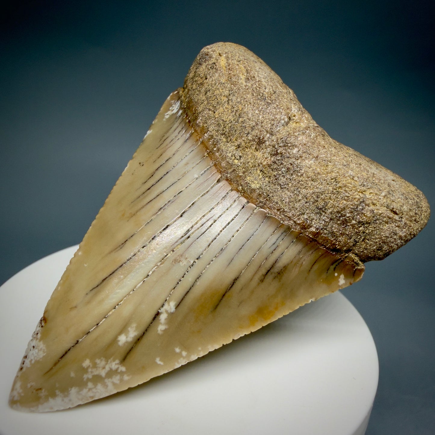 Front Right View HUGE - Colorful 2.88" Fossil Great White Shark Tooth from B. California GW1349