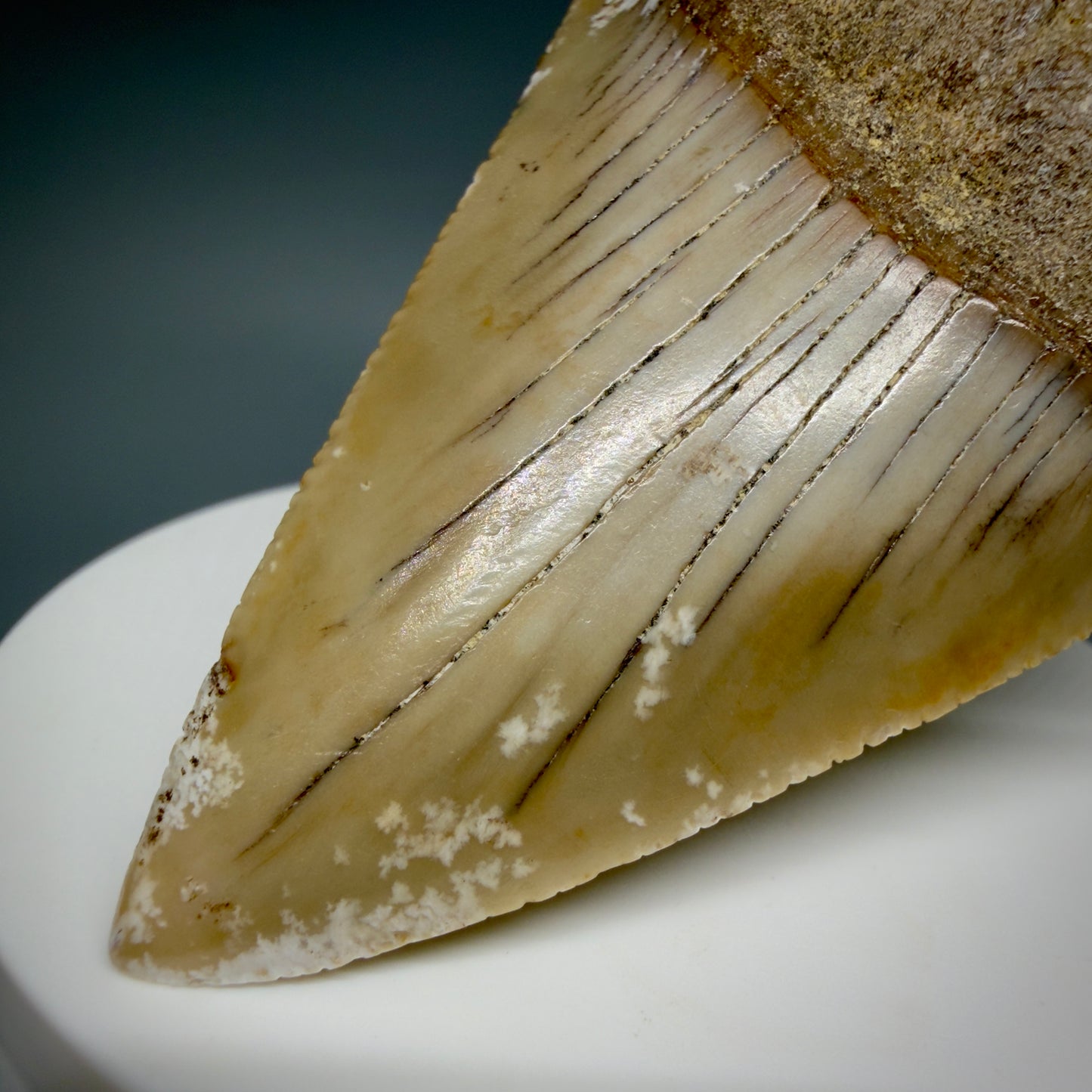 Front Right View HUGE - Colorful 2.88" Fossil Great White Shark Tooth from B. California GW1349 - 1