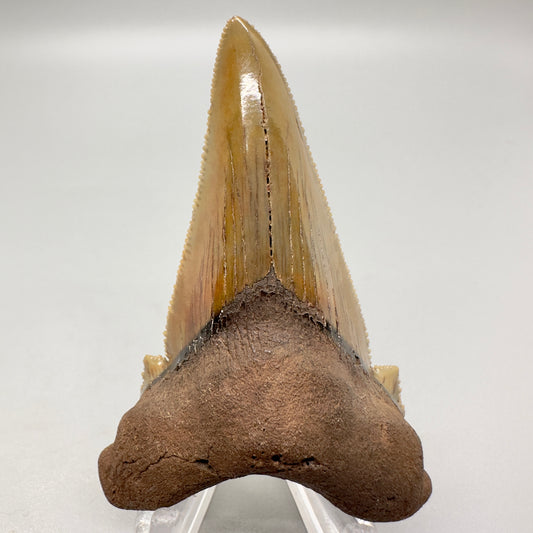 Large 2.91 inches sharply serrated Carcharocles sokolowi (auriculatus) shark tooth from North Carolina AU360 front
