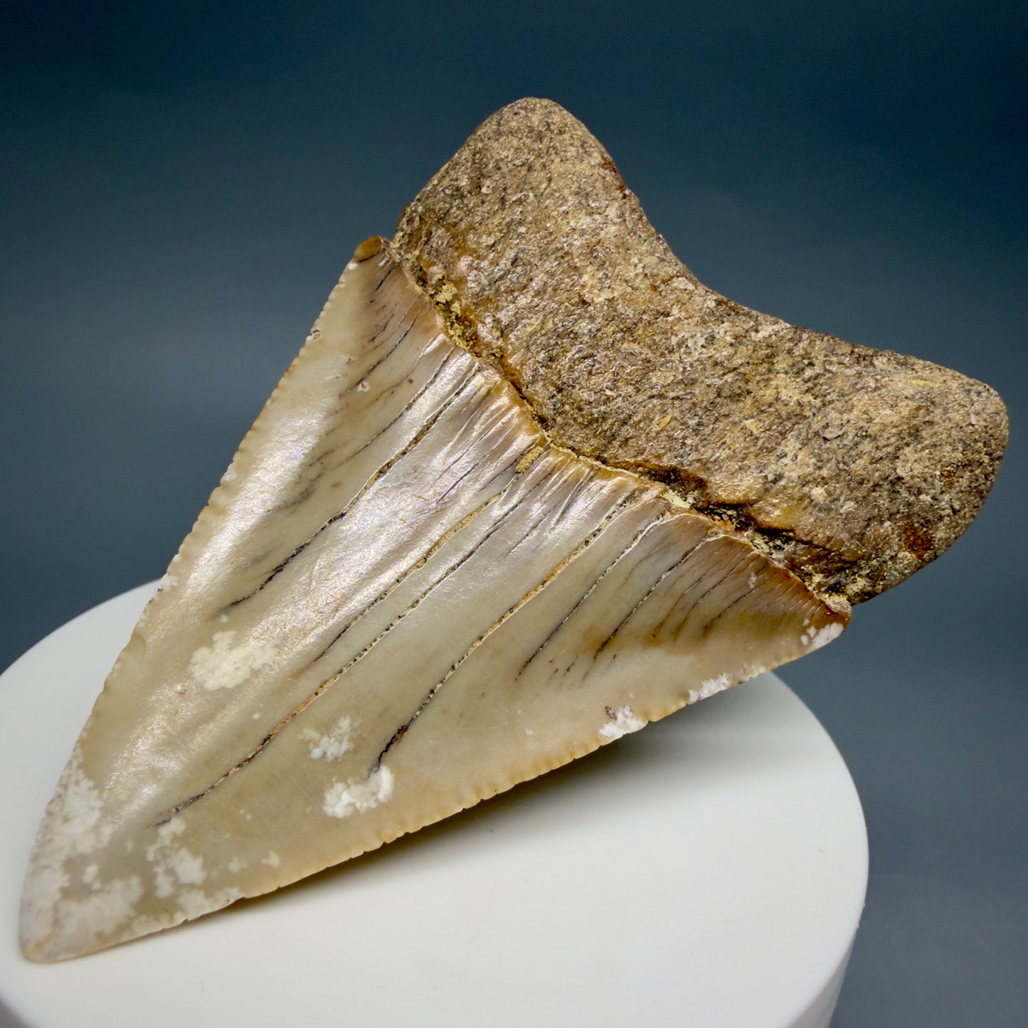 Back Right View HUGE - Colorful 2.88" Fossil Great White Shark Tooth from B. California GW1349