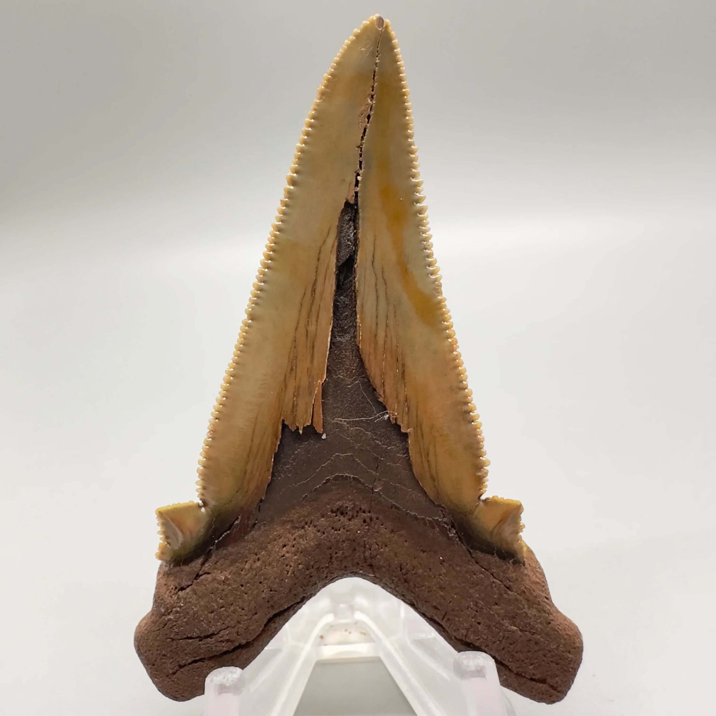 Large 2.91 inches sharply serrated Carcharocles sokolowi (auriculatus) shark tooth from North Carolina AU360 back 