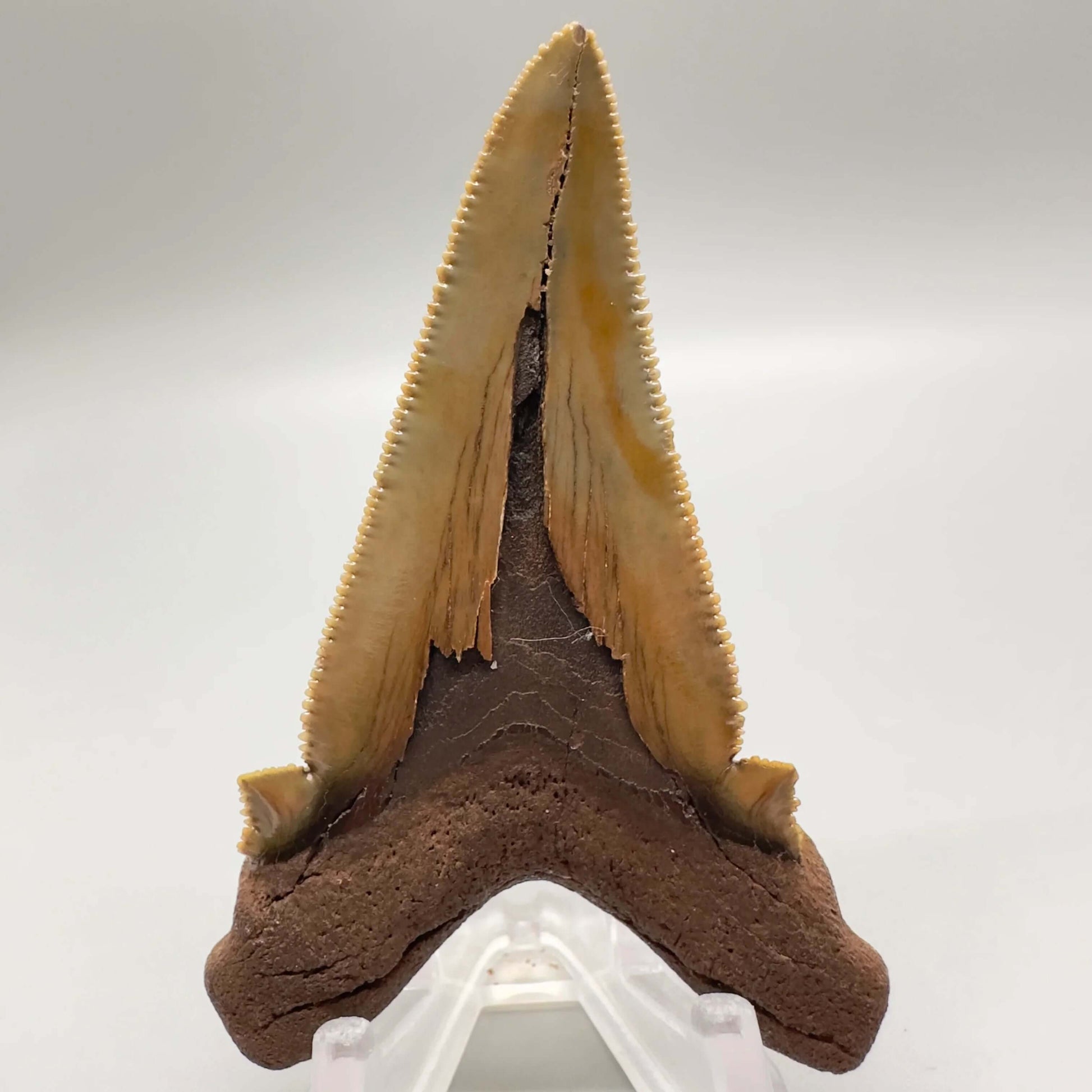 Large 2.91 inches sharply serrated Carcharocles sokolowi (auriculatus) shark tooth from North Carolina AU360 back 