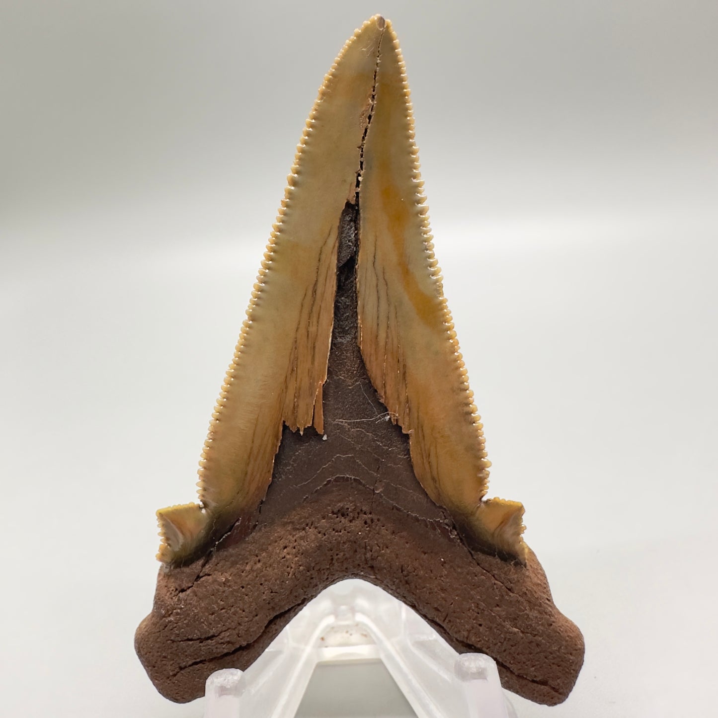 Large 2.91 inches sharply serrated Carcharocles sokolowi (auriculatus) shark tooth from North Carolina AU360 back 