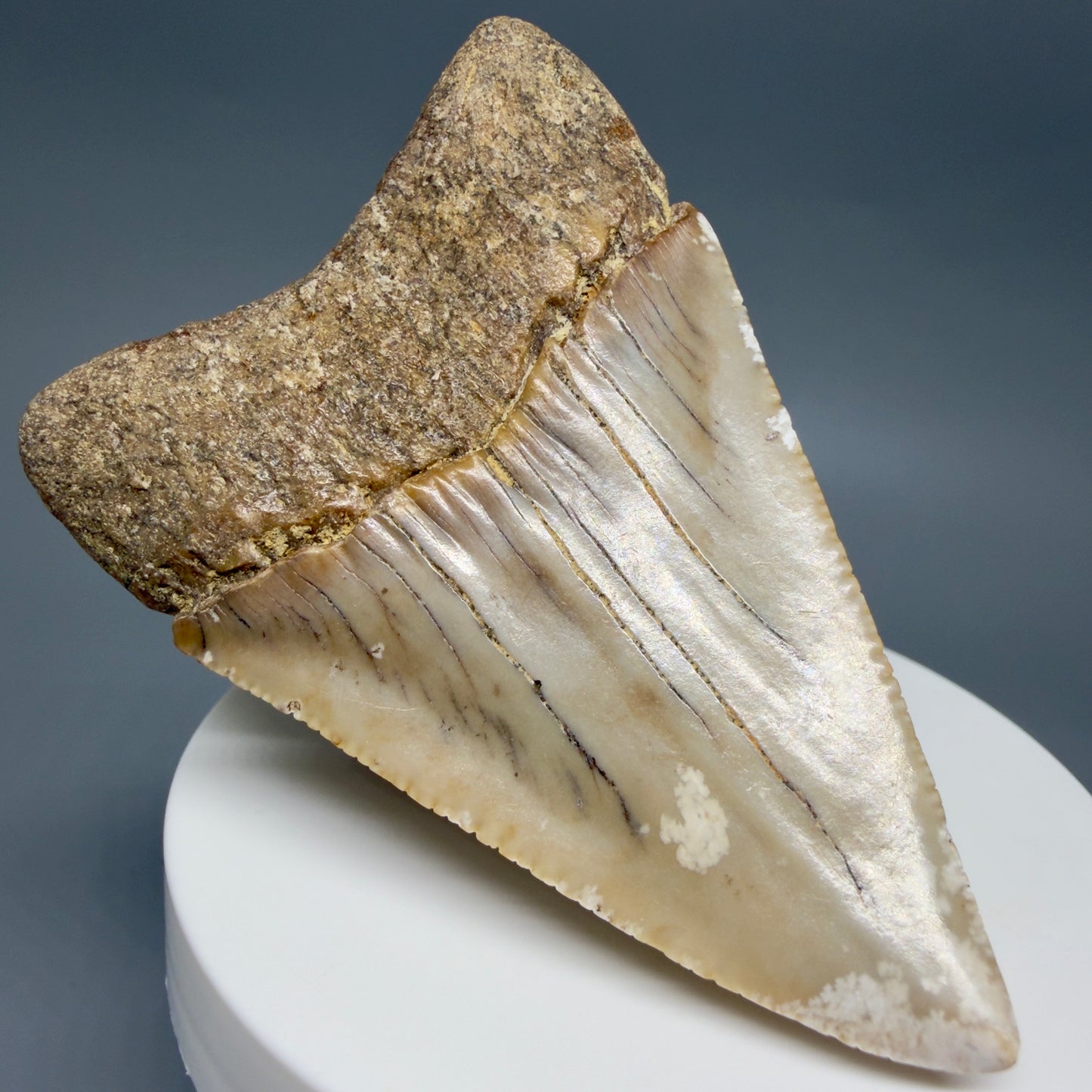 Back Left View HUGE - Colorful 2.88" Fossil Great White Shark Tooth from B. California GW1349