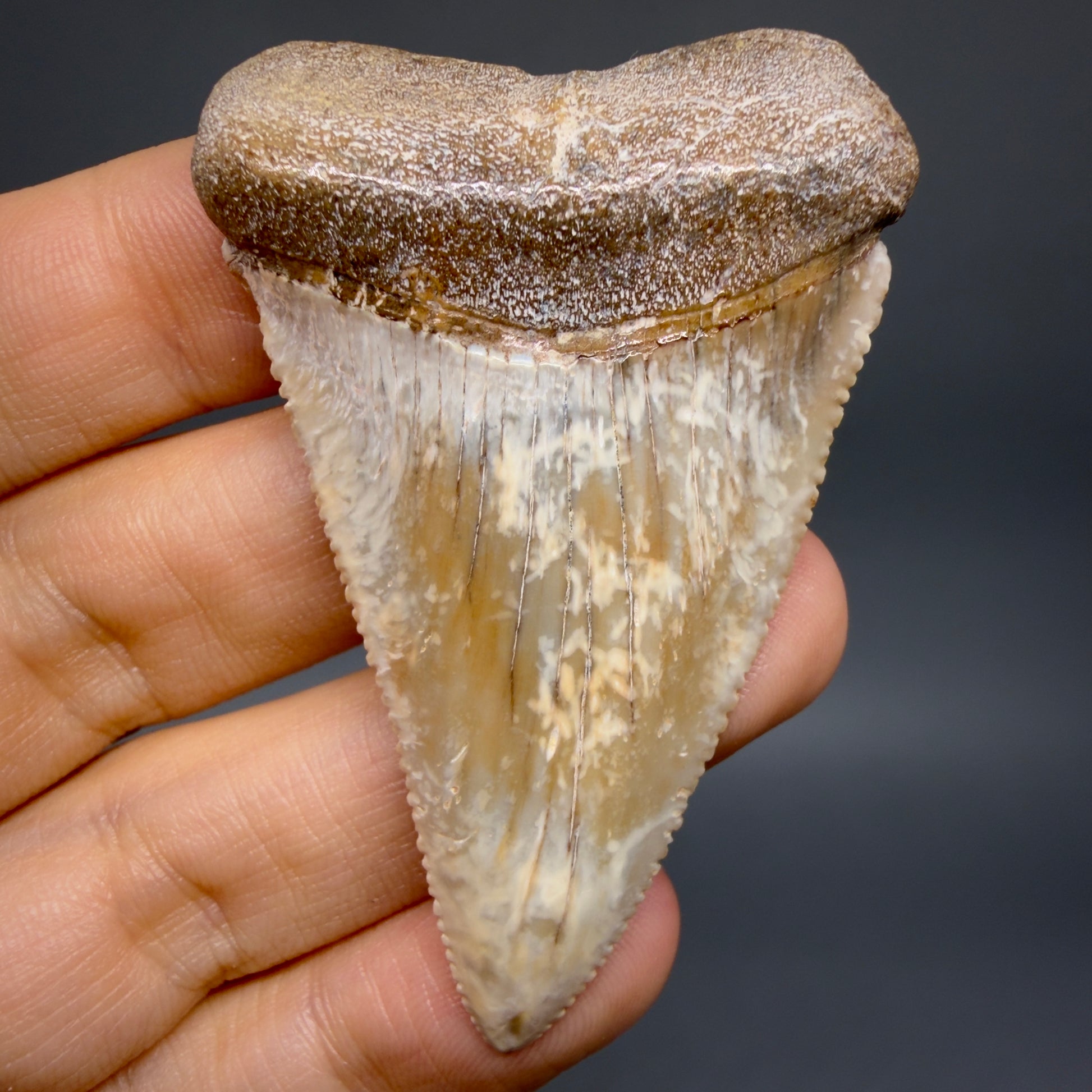 Front View Large - Colorful 2.46" Fossil Great White Shark Tooth from B. California GW1348 - 1