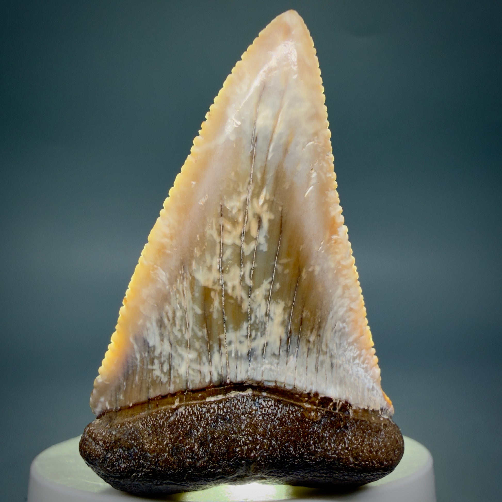Front View Large - Colorful 2.46" Fossil Great White Shark Tooth from B. California GW1348 - 3