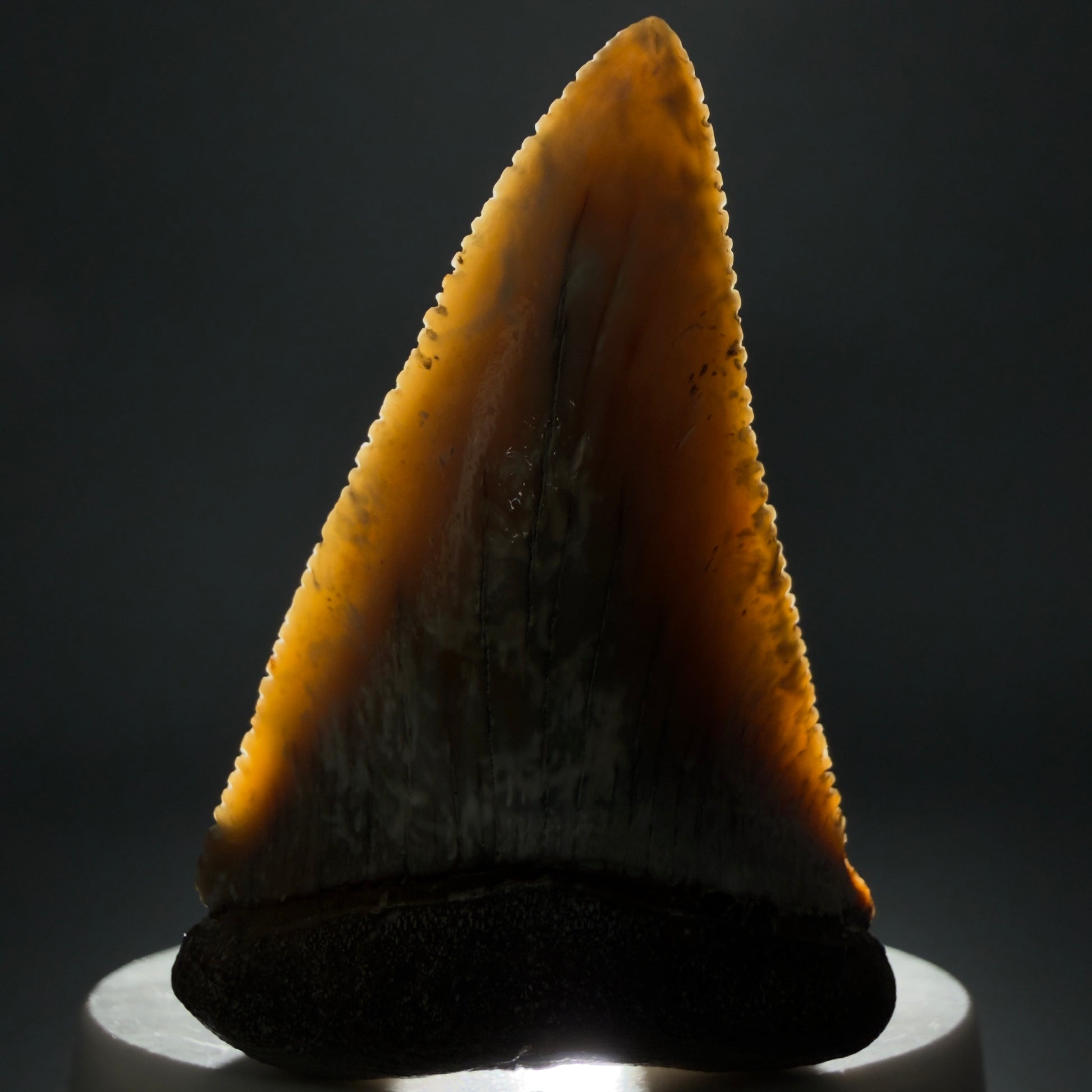 Front View Large - Colorful 2.46" Fossil Great White Shark Tooth from B. California GW1348 - 4