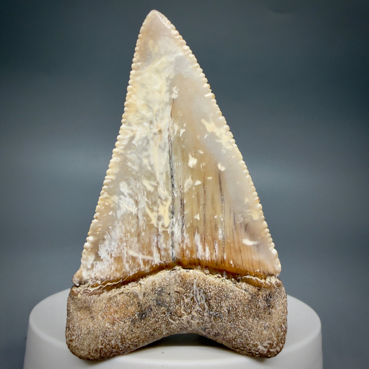 Back View Large - Colorful 2.46" Fossil Great White Shark Tooth from B. California GW1348
