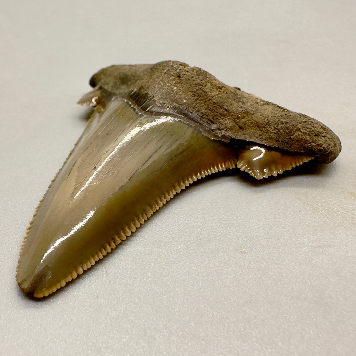 2.25 inches sharply serrated Carcharocles sokolowi (auriculatus) shark tooth from South Carolina AU365 front right