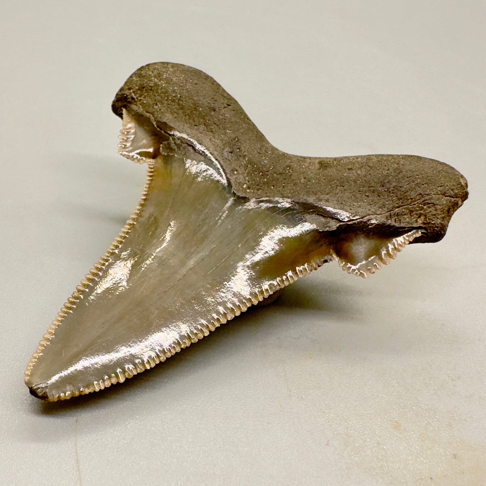 2.25 inches sharply serrated Carcharocles sokolowi (auriculatus) shark tooth from South Carolina AU365 back right