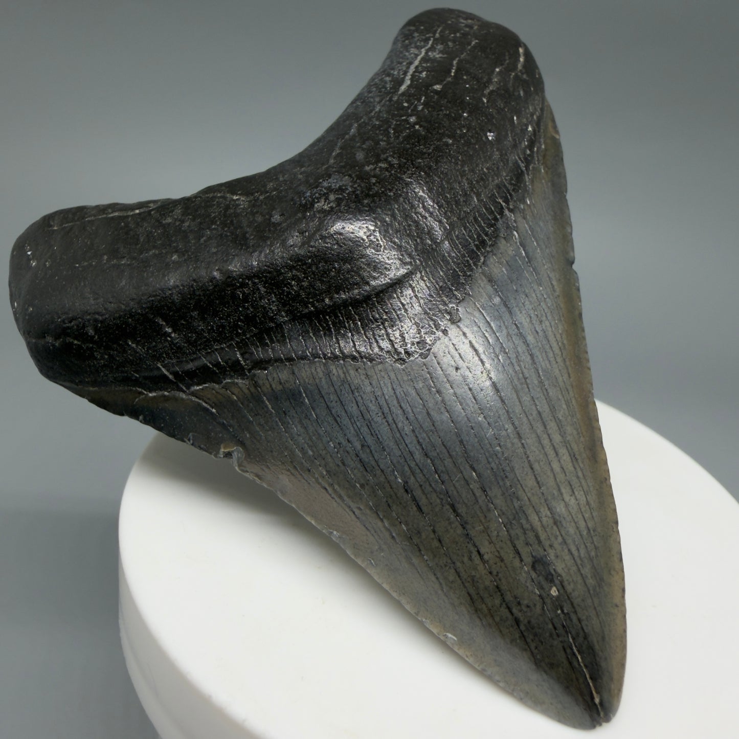 Front Left View Colorful 3.19" Megalodon Tooth – Fossil Megalodon Tooth from South Carolina CM6402