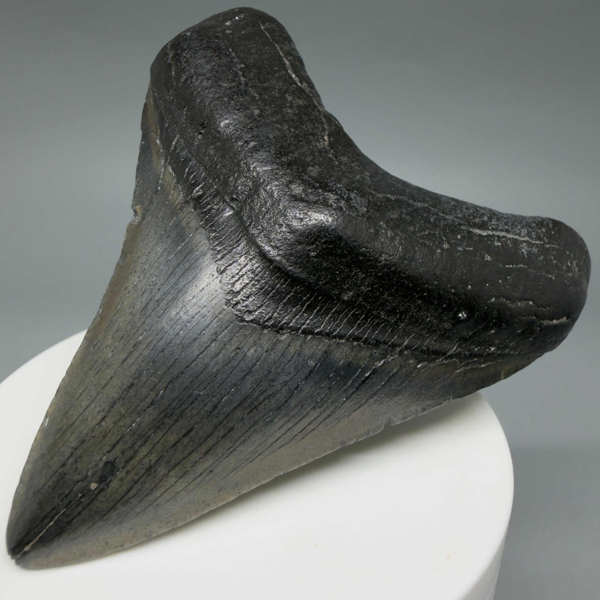 Front Right View Colorful 3.19" Megalodon Tooth – Fossil Megalodon Tooth from South Carolina CM6402