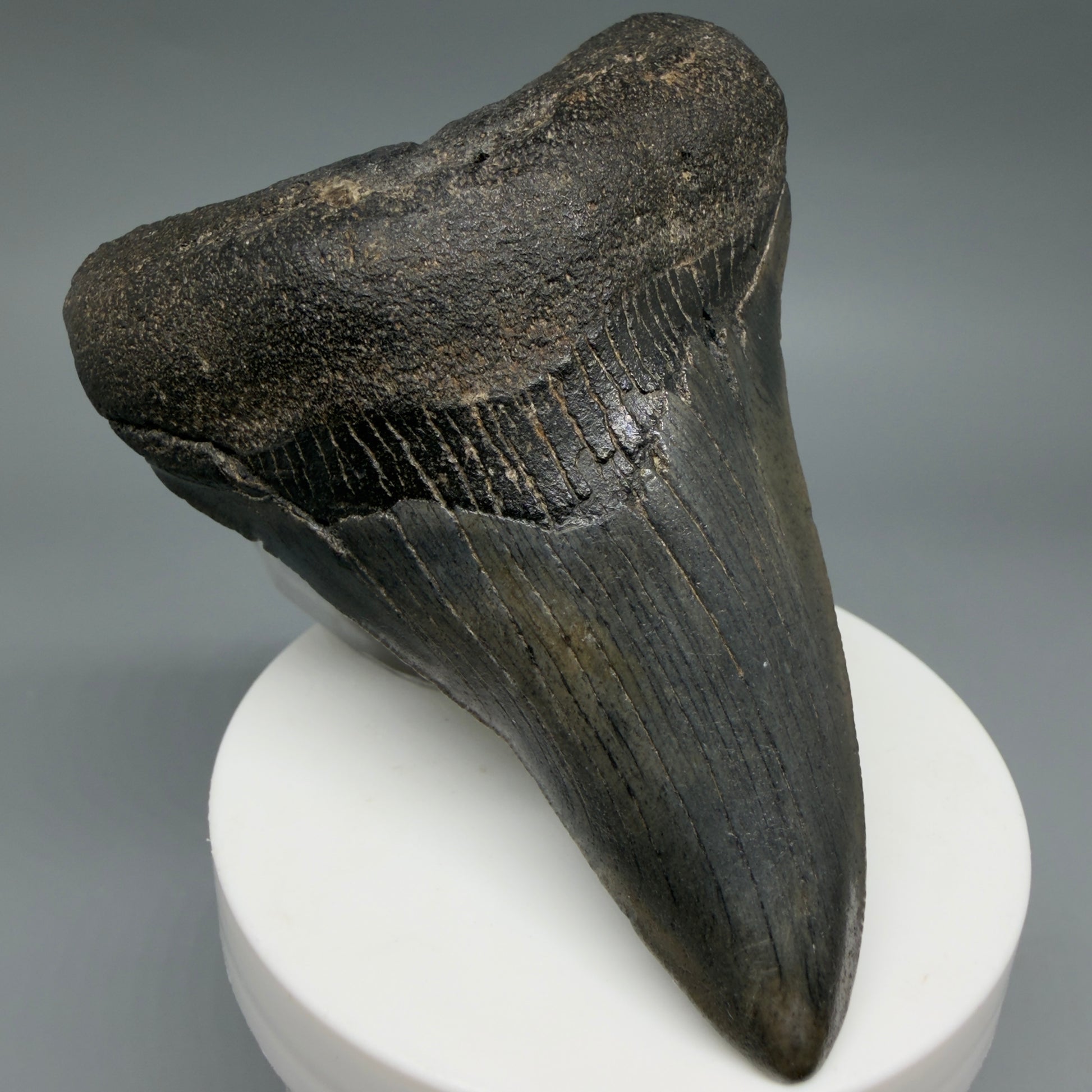 Front Left View Colorful 3.53" Fossil Megalodon Tooth from South Carolina CM6409
