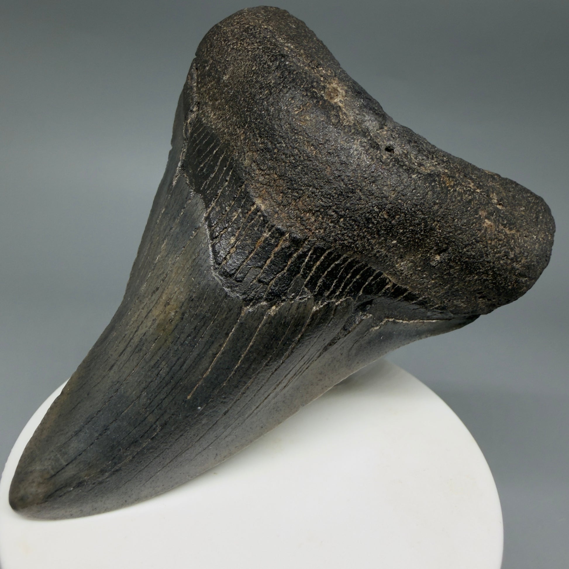 Front Right View Colorful 3.53" Fossil Megalodon Tooth from South Carolina CM6409
