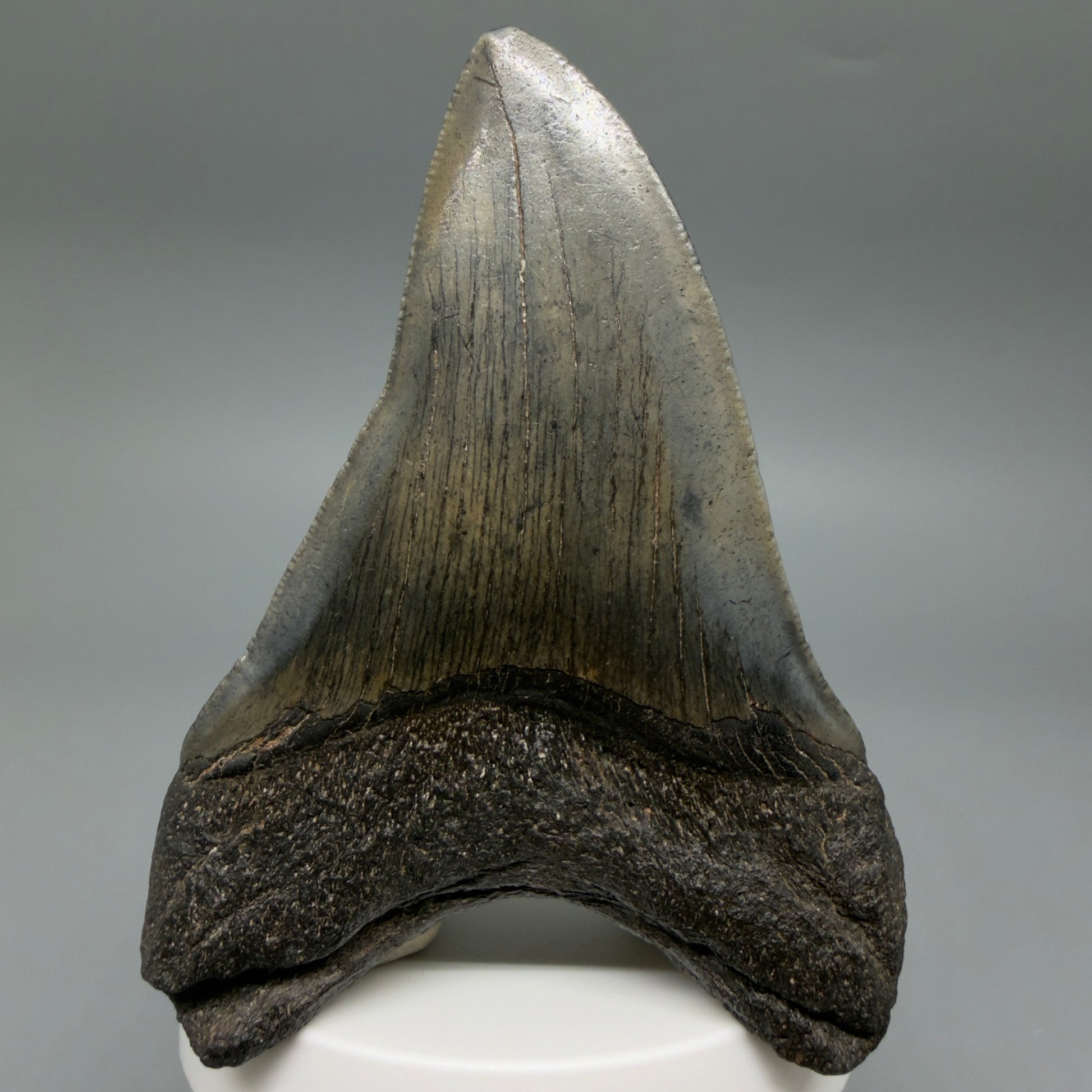 Back View Colorful 3.53" Fossil Megalodon Tooth from South Carolina CM6409