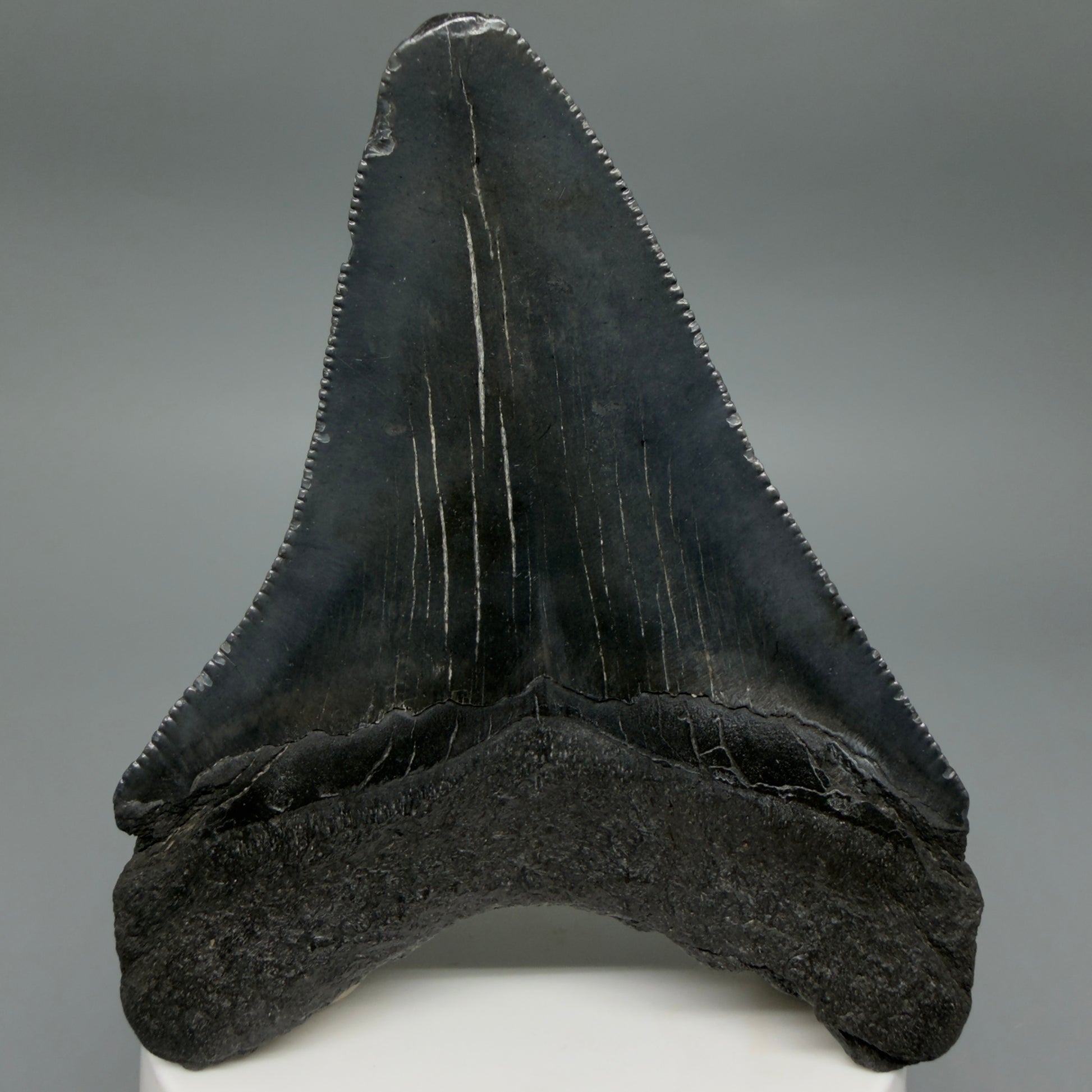 Back View Dark colors 3.61" Megalodon Tooth from South Carolina CM6410