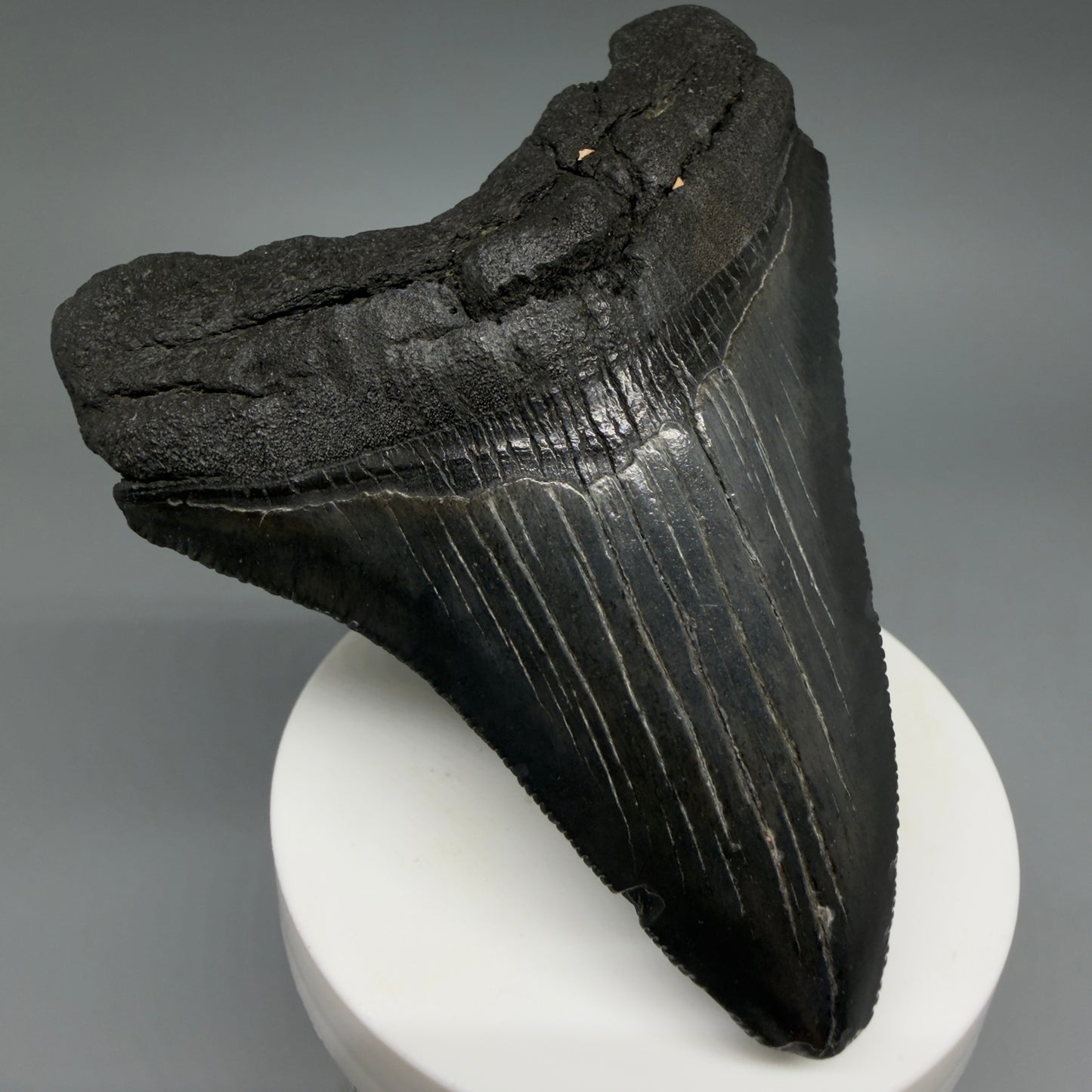 Front Left View Dark colors 3.61" Megalodon Tooth from South Carolina CM6410