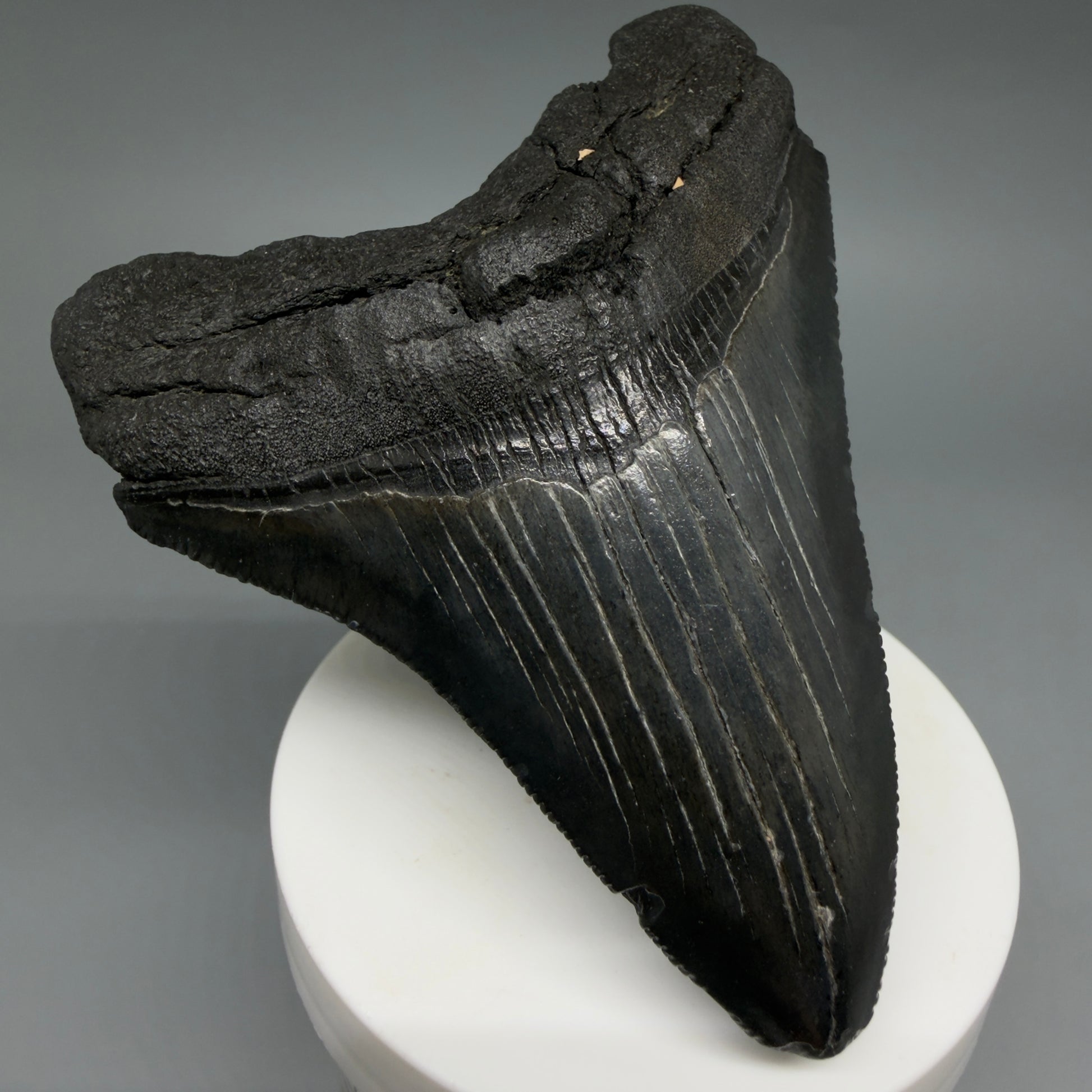 Front Left View Dark colors 3.61" Megalodon Tooth from South Carolina CM6410