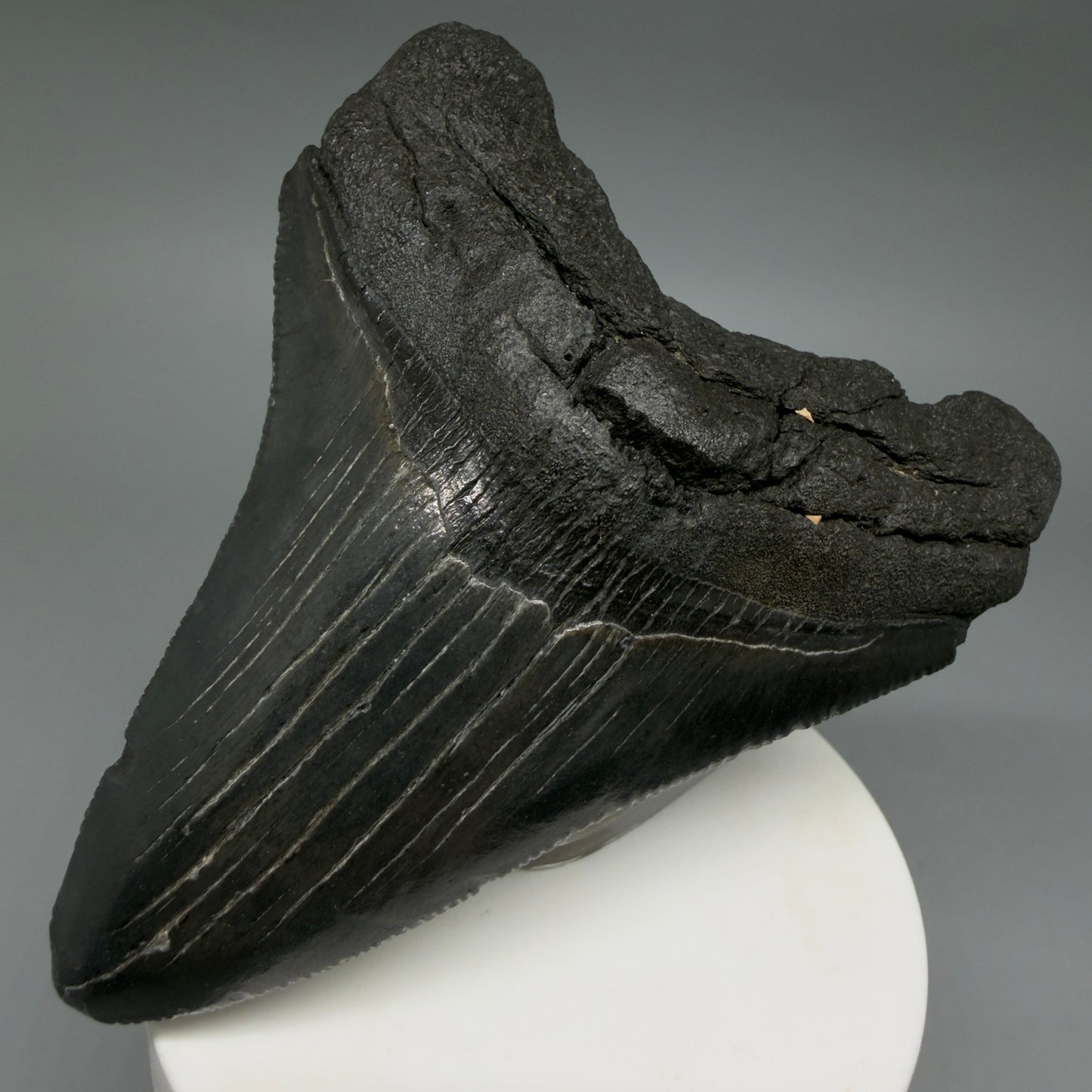 Front Right View Dark colors 3.61" Megalodon Tooth from South Carolina CM6410
