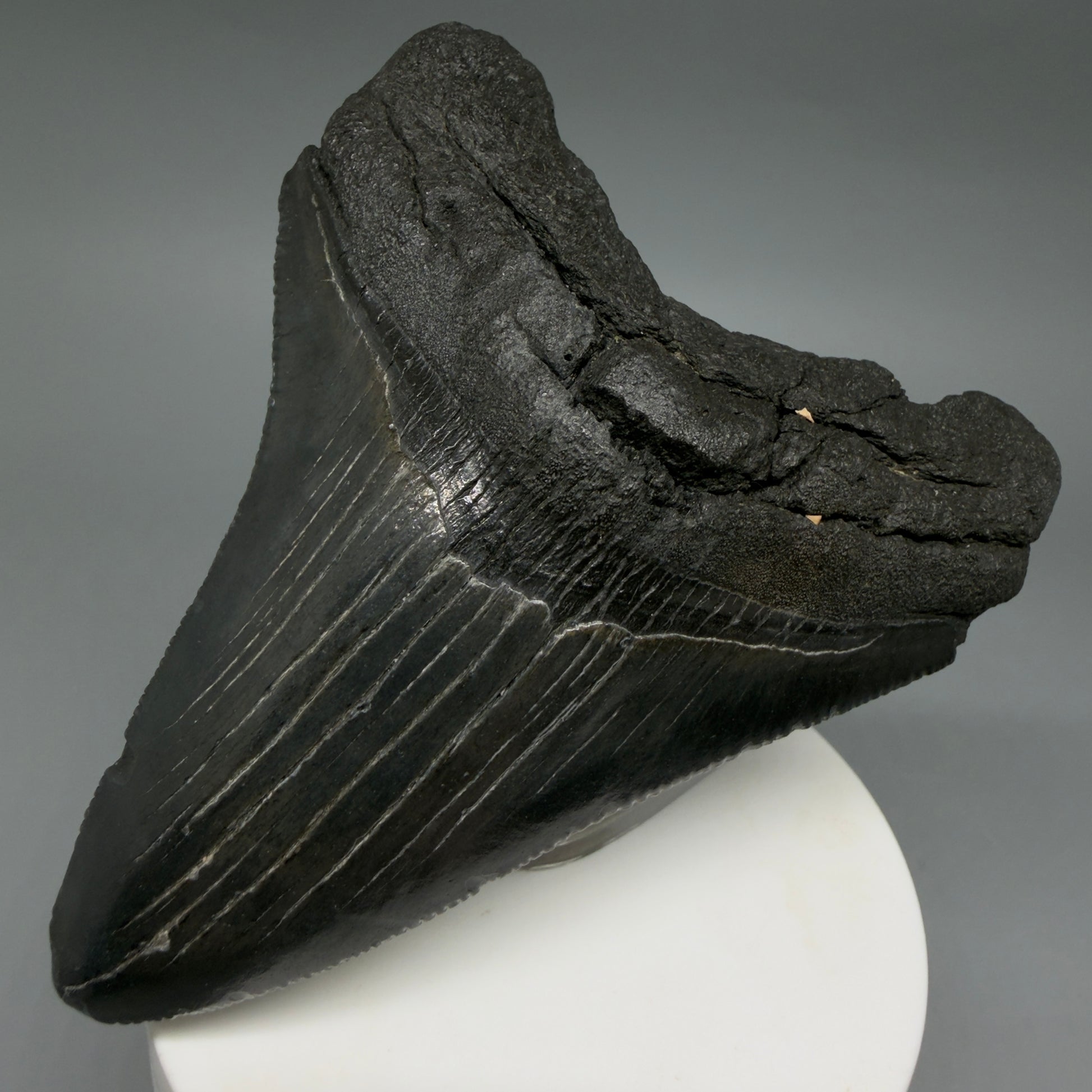 Front Right View Dark colors 3.61" Megalodon Tooth from South Carolina CM6410