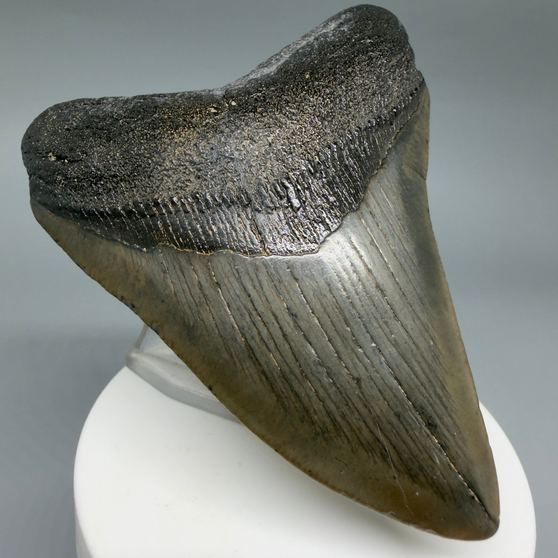 Front Left View Colorful 3.48" Megalodon Tooth – Fossil Megalodon Tooth from South Carolina CM6405