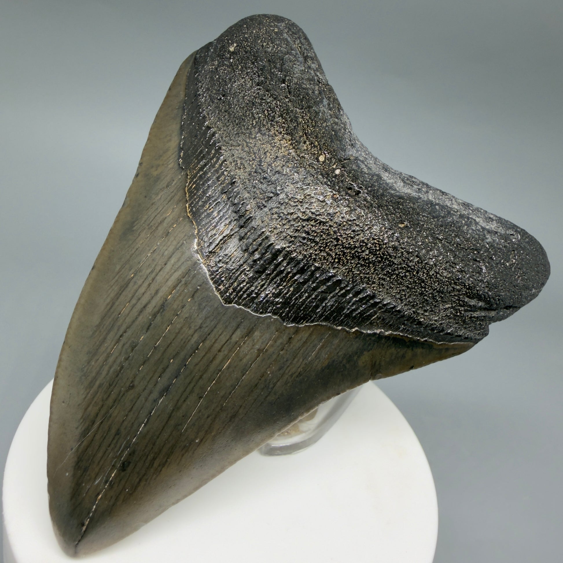 Front Right View Colorful 3.48" Megalodon Tooth – Fossil Megalodon Tooth from South Carolina CM6405