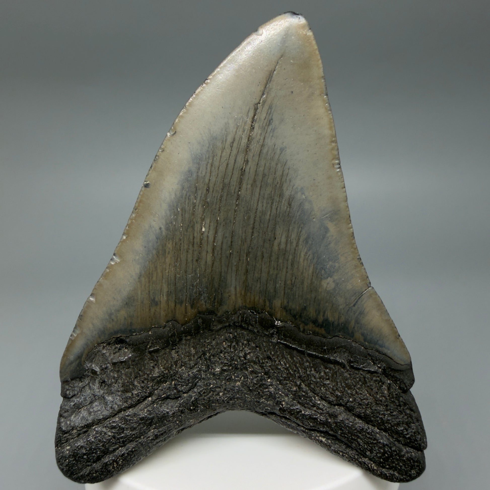 Back View Colorful 3.48" Megalodon Tooth – Fossil Megalodon Tooth from South Carolina CM6405