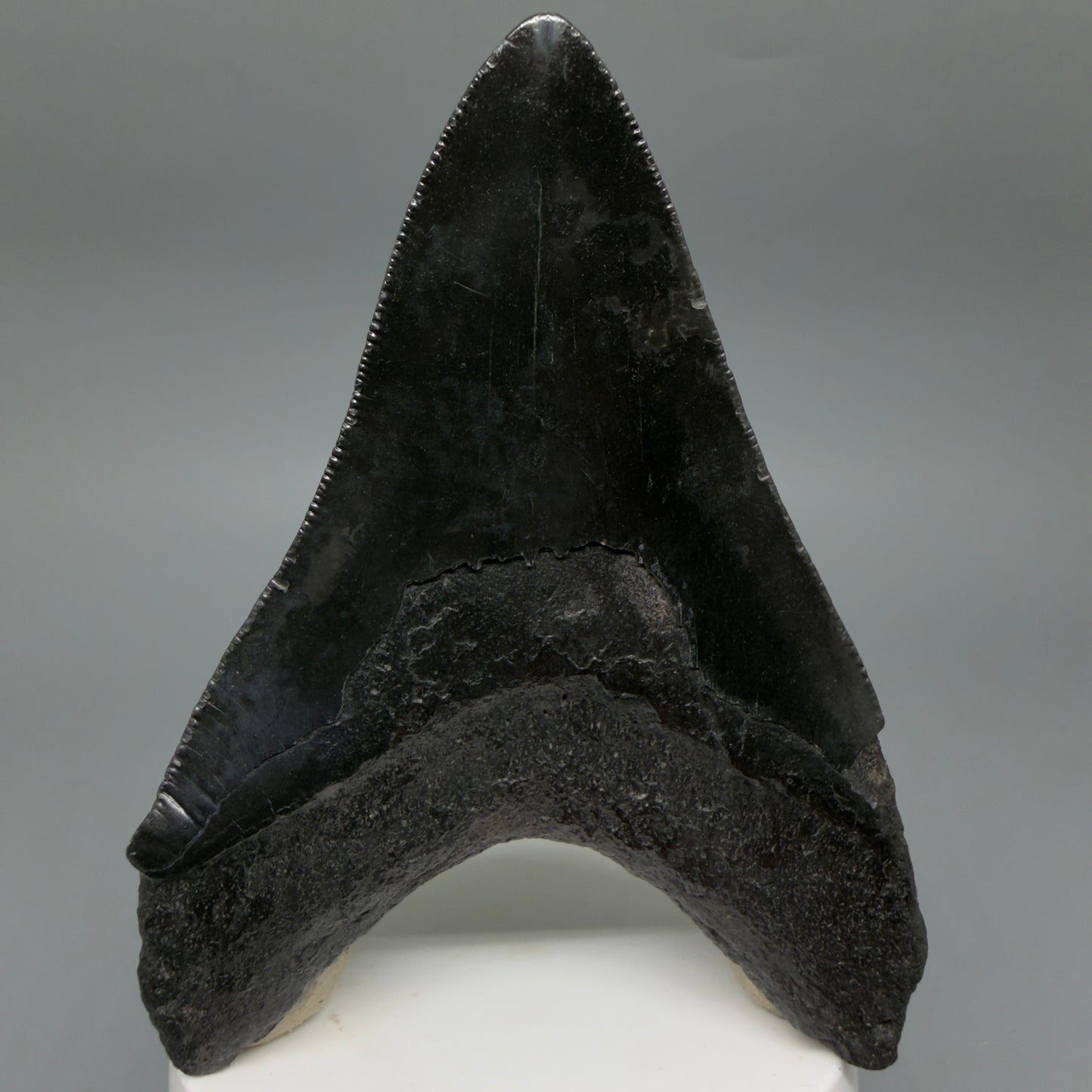 Back View Dark colors 3.93" Megalodon Tooth from South Carolina CM6413