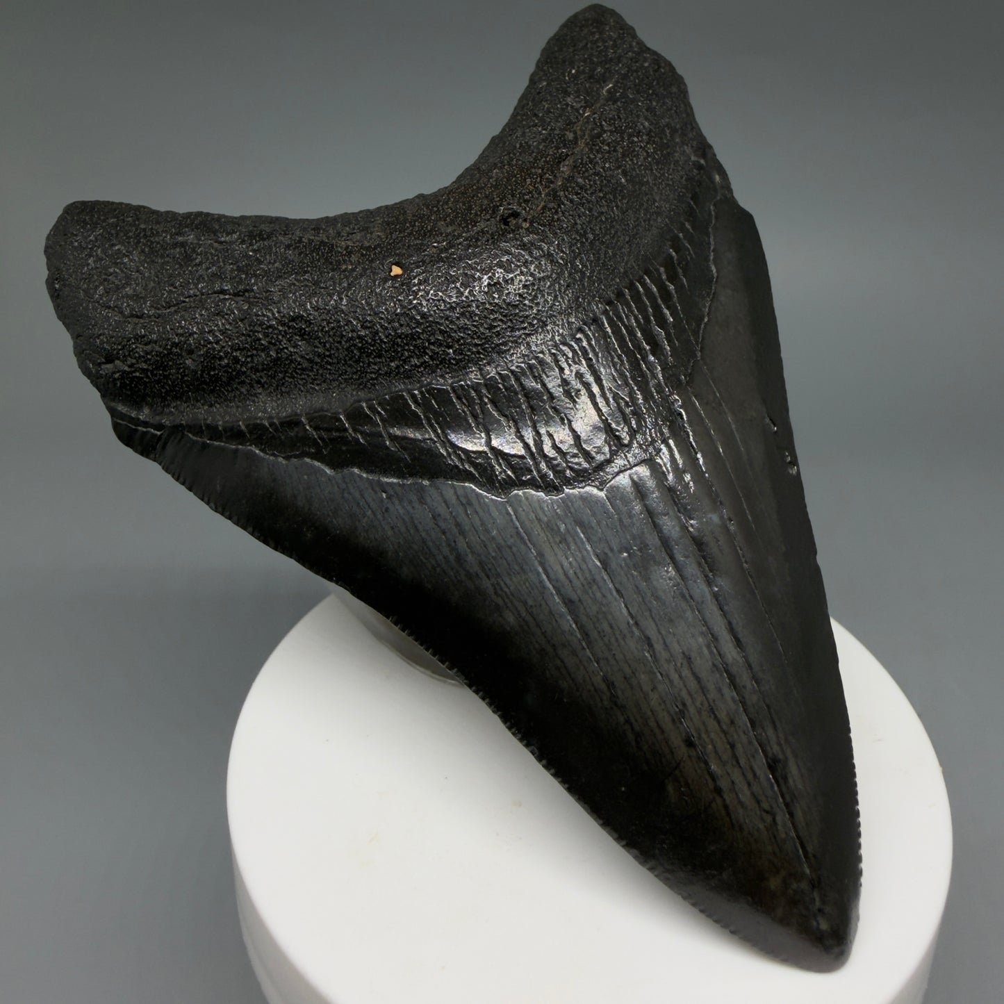 Front Left View Dark colors 3.93" Megalodon Tooth from South Carolina CM6413