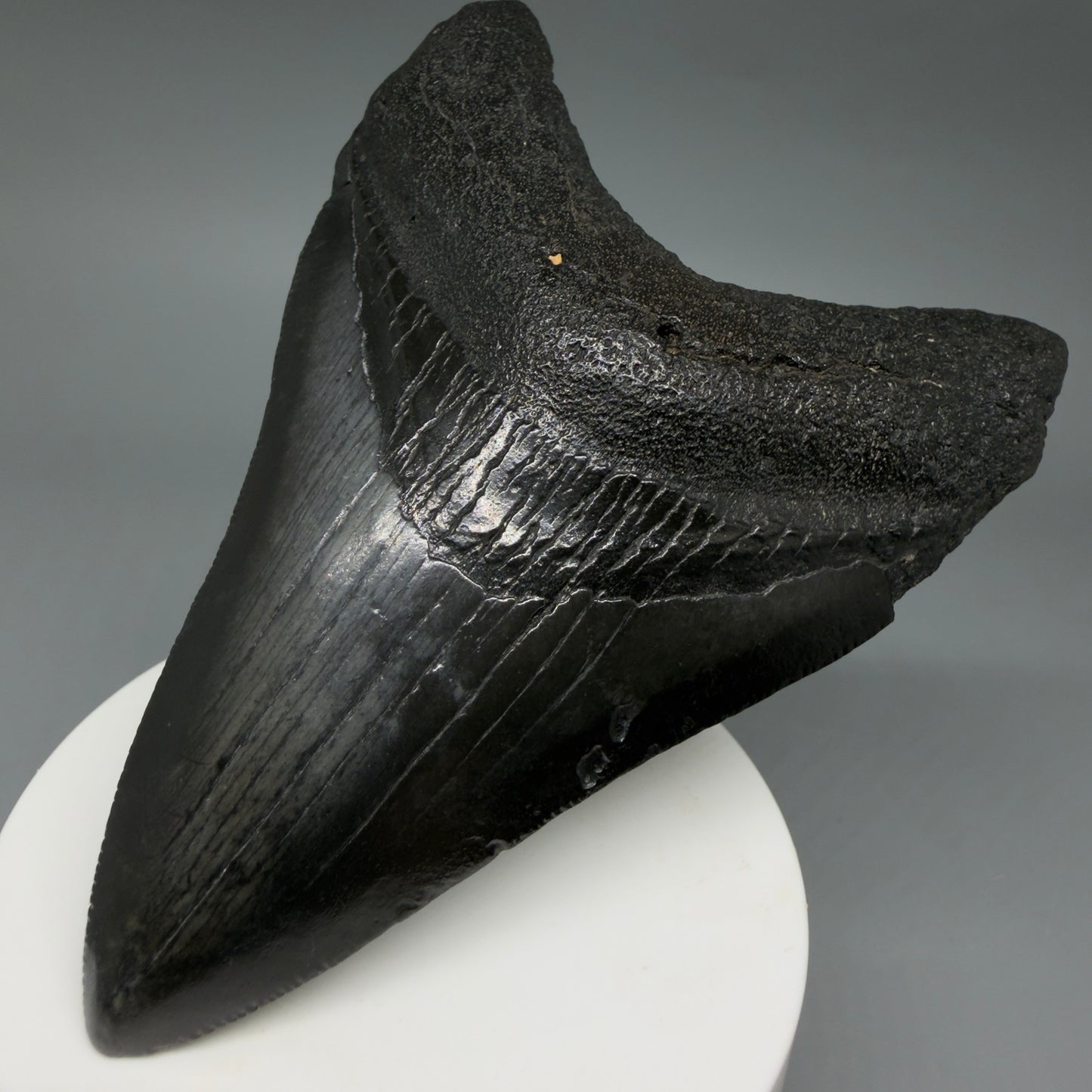 Front Right View Dark colors 3.93" Megalodon Tooth from South Carolina CM6413