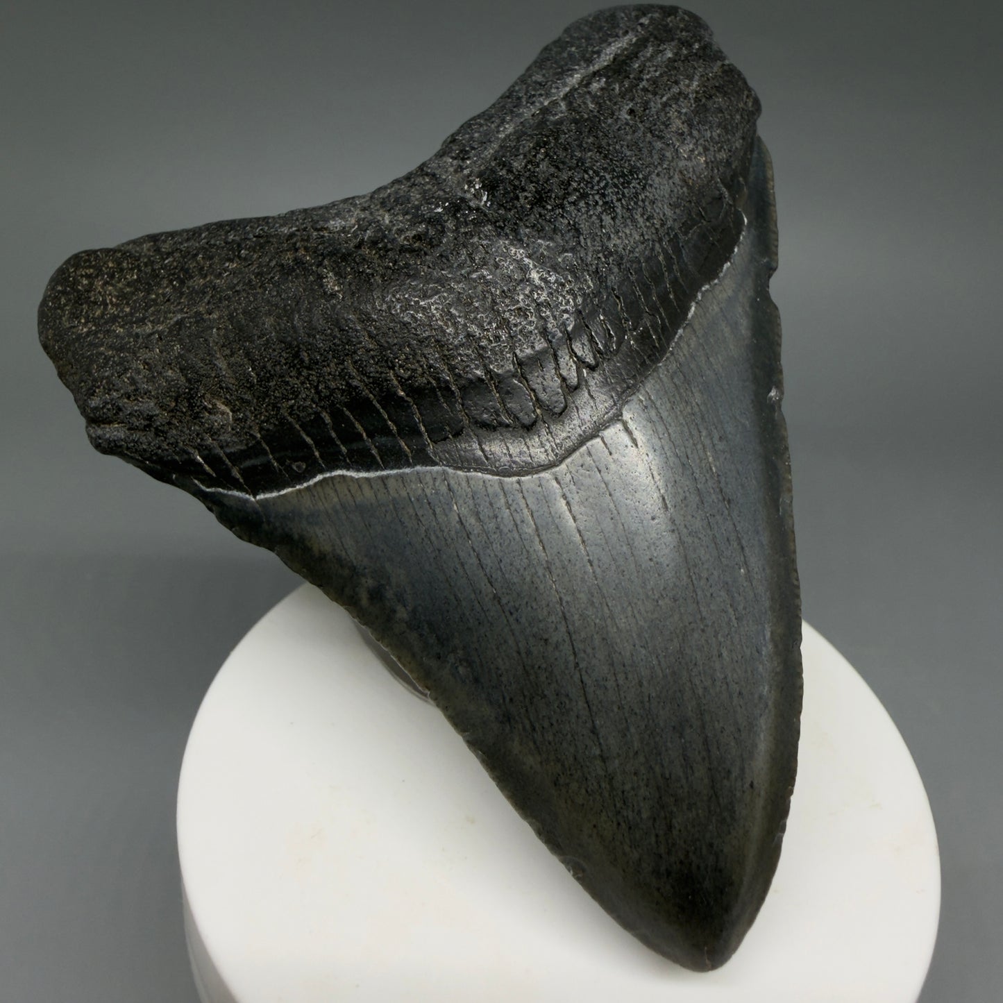 Front Left View Colorful 3.58" Fossil Megalodon Tooth from South Carolina CM6408