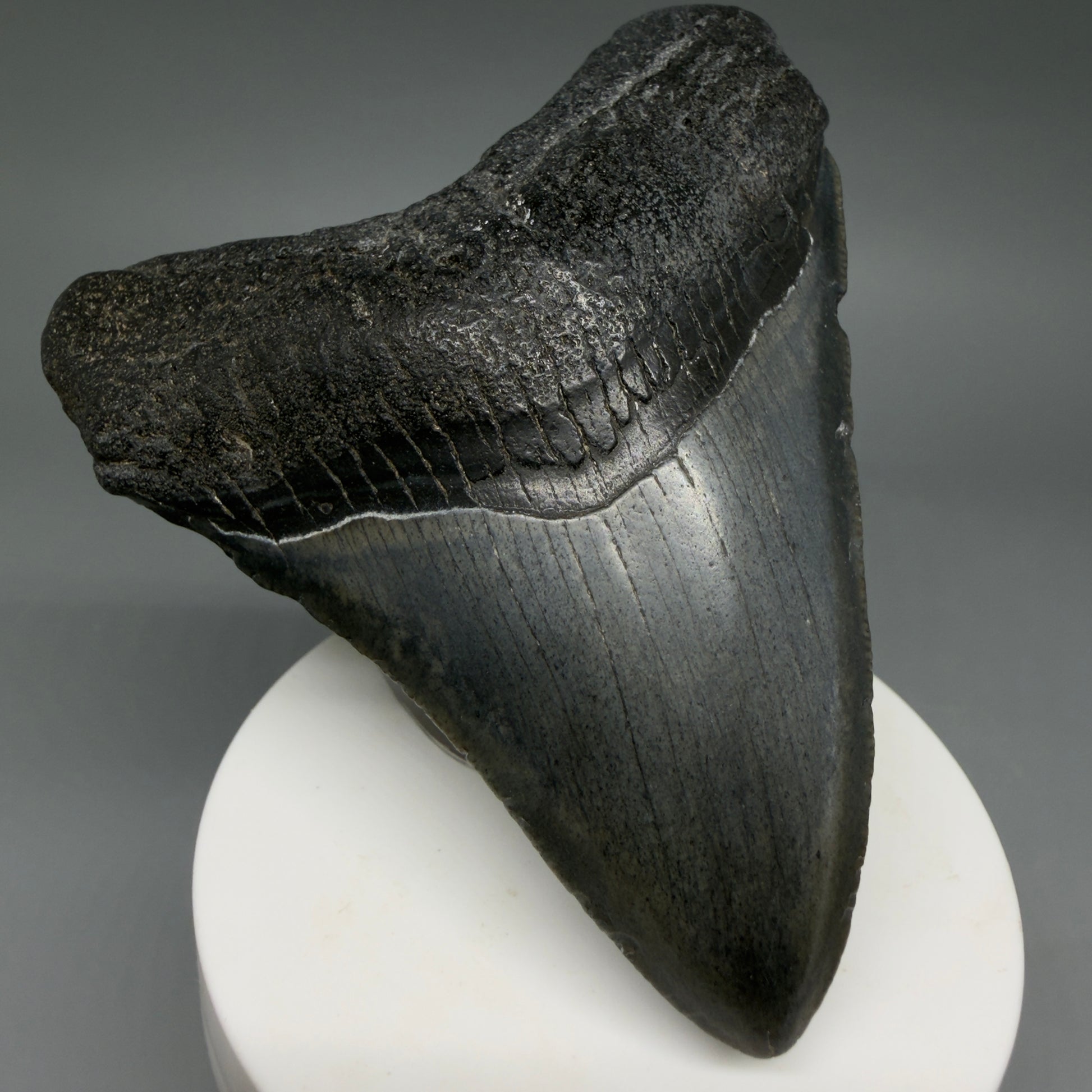 Front Left View Colorful 3.58" Fossil Megalodon Tooth from South Carolina CM6408