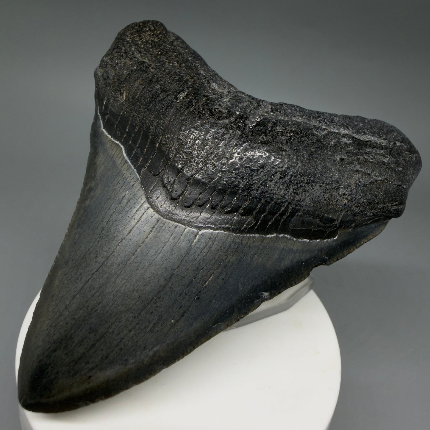 Front Right View Colorful 3.58" Fossil Megalodon Tooth from South Carolina CM6408