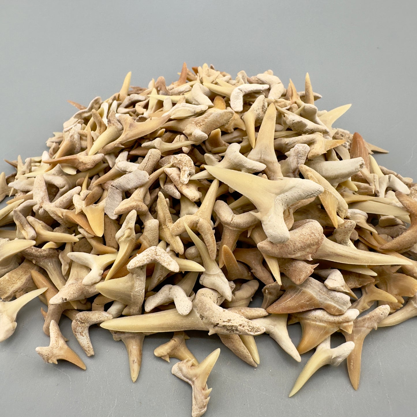 5 LB (appx 3000 Teeth) Wholesale Group - Extinct Sand Tiger Shark Teeth- Morocco