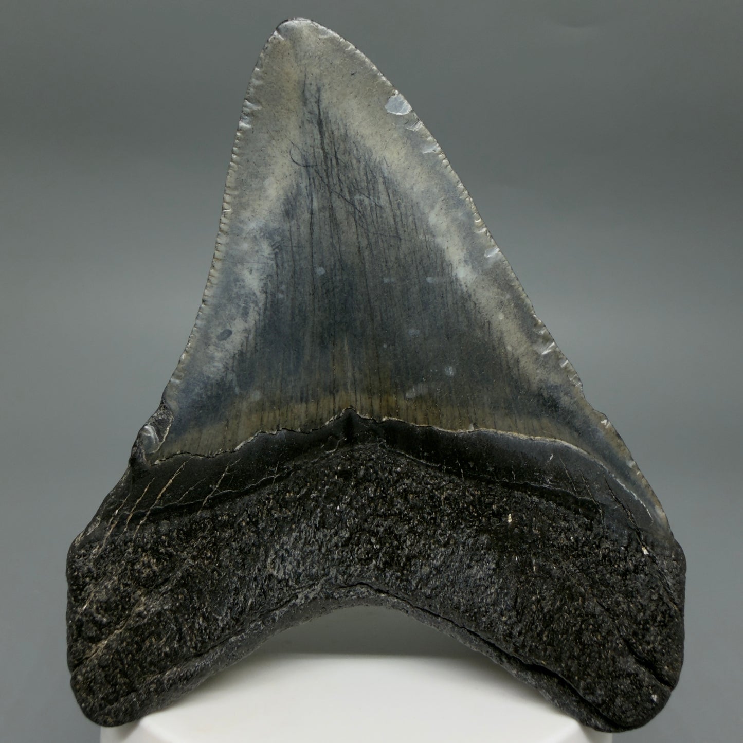 Back View Colorful 3.58" Fossil Megalodon Tooth from South Carolina CM6408